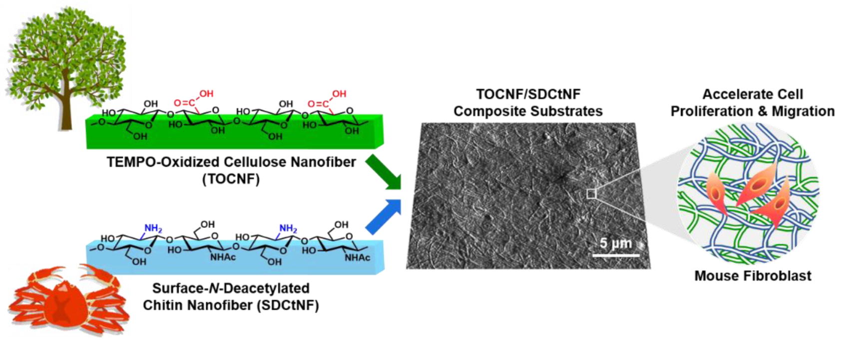 Nanomaterials 12 00402 g001 Nanomaterials 12 00402 g001