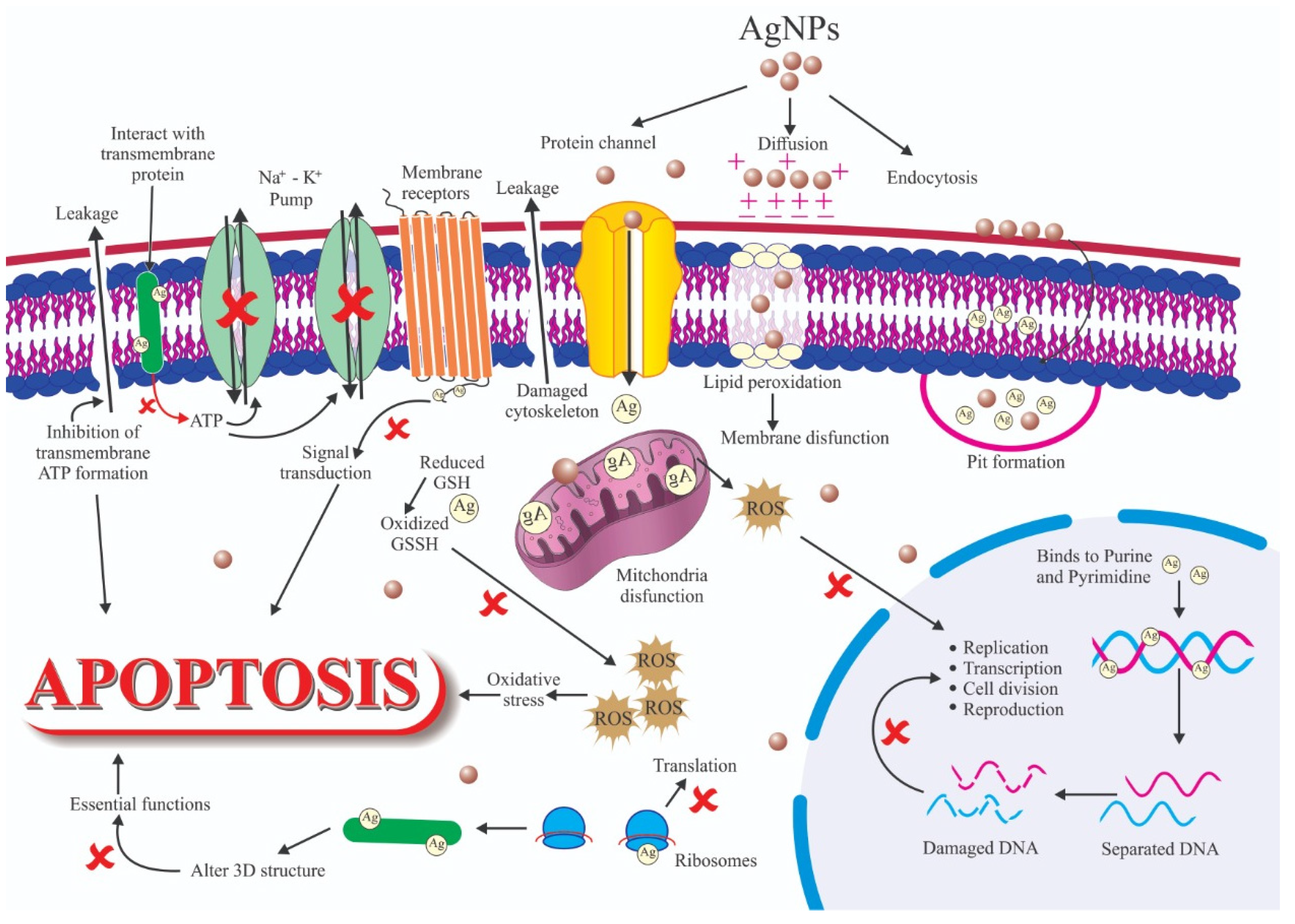 Nanomaterials 12 00457 g007