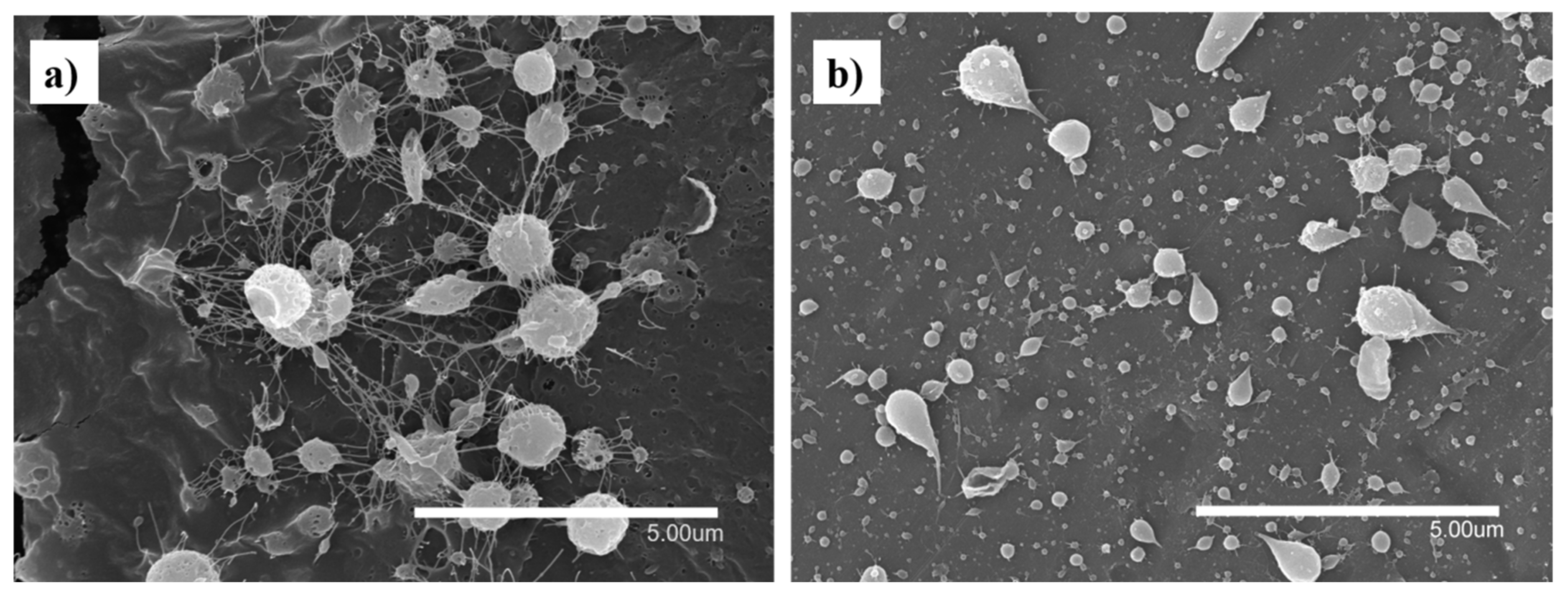 Nanomaterials 12 00498 g001