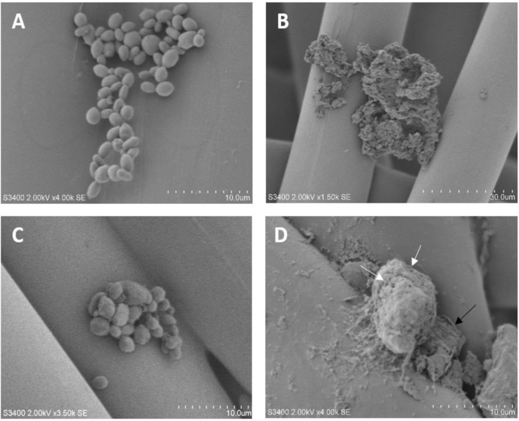 Nanomaterials 12 00501 g003 Nanomaterials 12 00501 g003