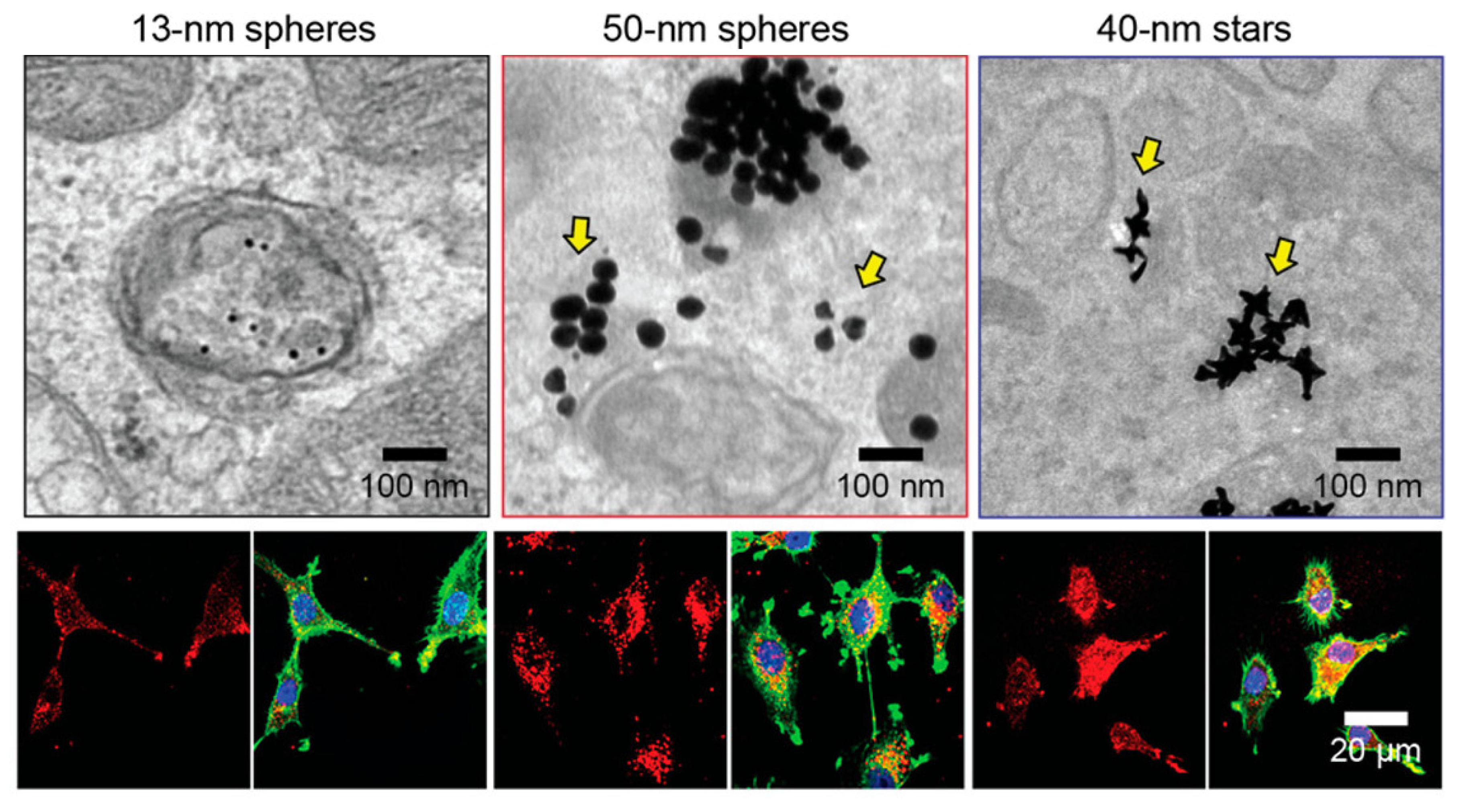 Nanomaterials 12 00552 g010