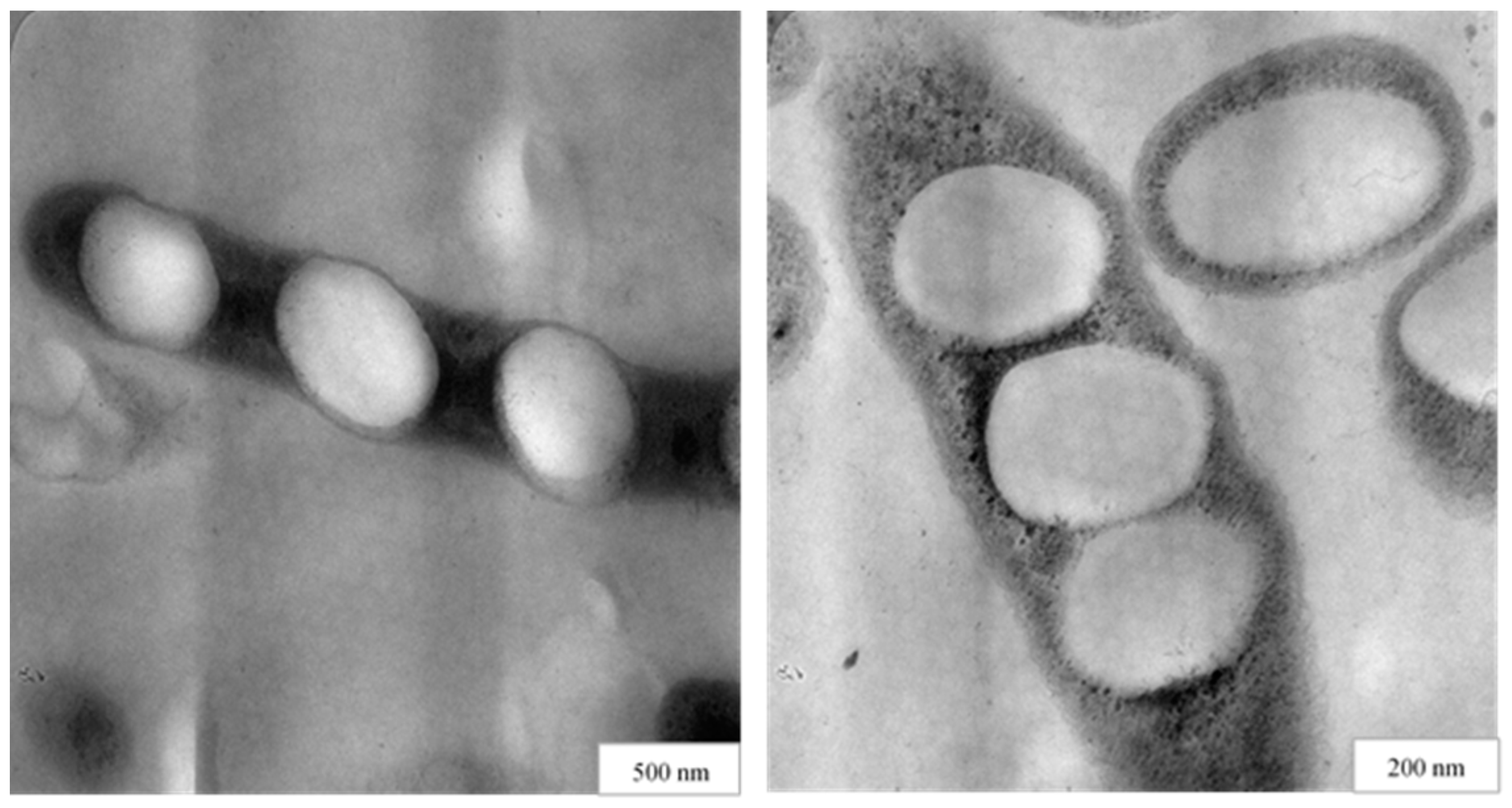 Nanomaterials 12 00576 g008 Nanomaterials 12 00576 g008