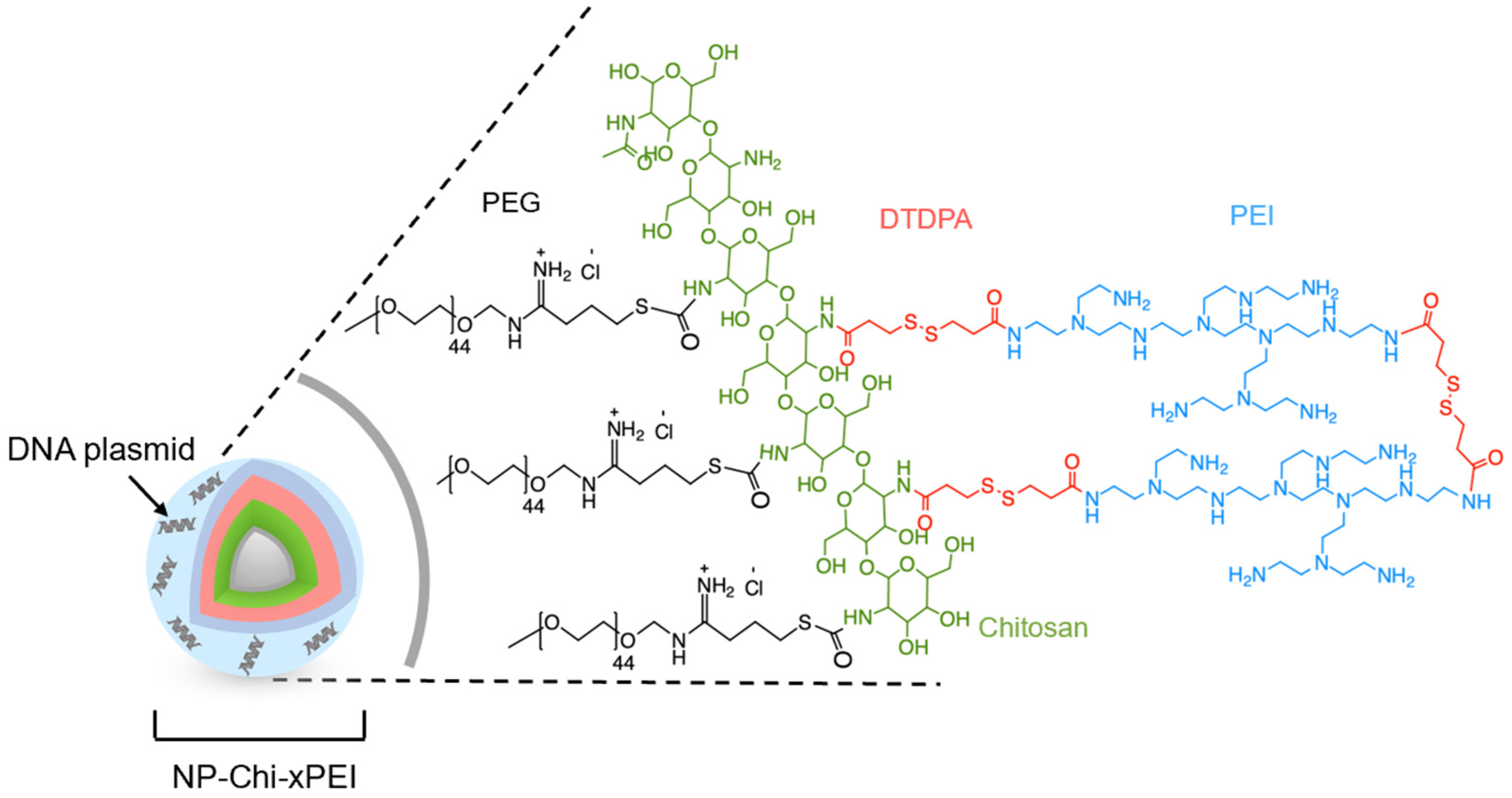 Chitosan-Crosslinked Low Molecular Weight PEI-Conjugated