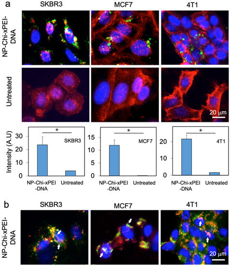 Chitosan-Crosslinked Low Molecular Weight PEI-Conjugated