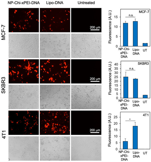 Chitosan-Crosslinked Low Molecular Weight PEI-Conjugated