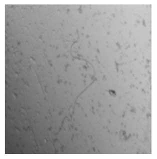 Nanomaterials 12 00600 i001