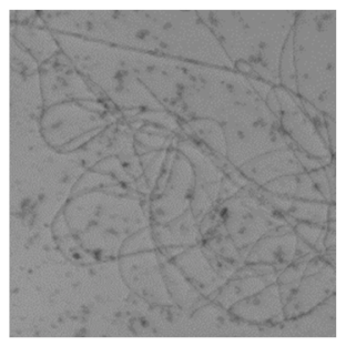 Nanomaterials 12 00600 i003