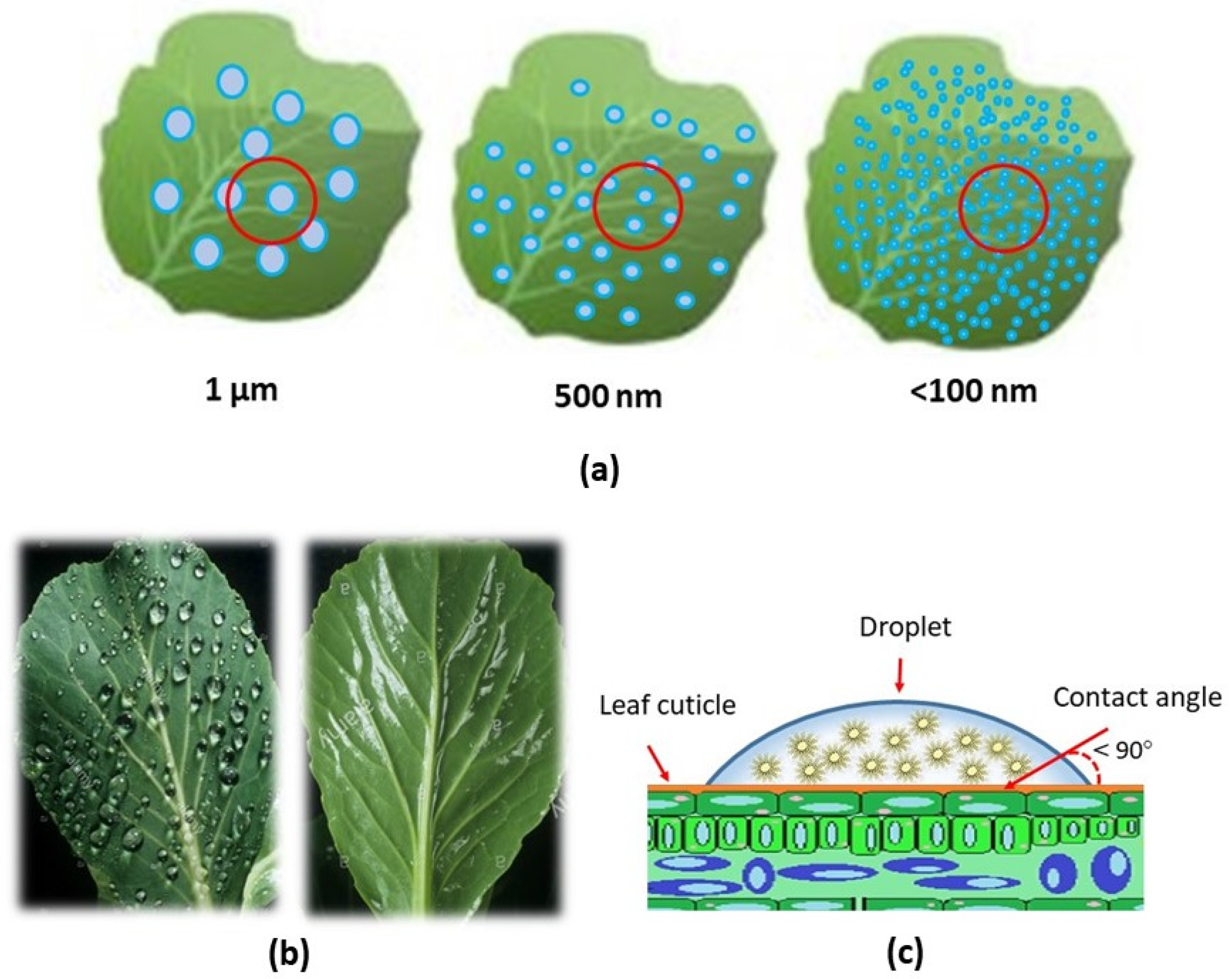 Nanomaterials 12 00630 g004 550