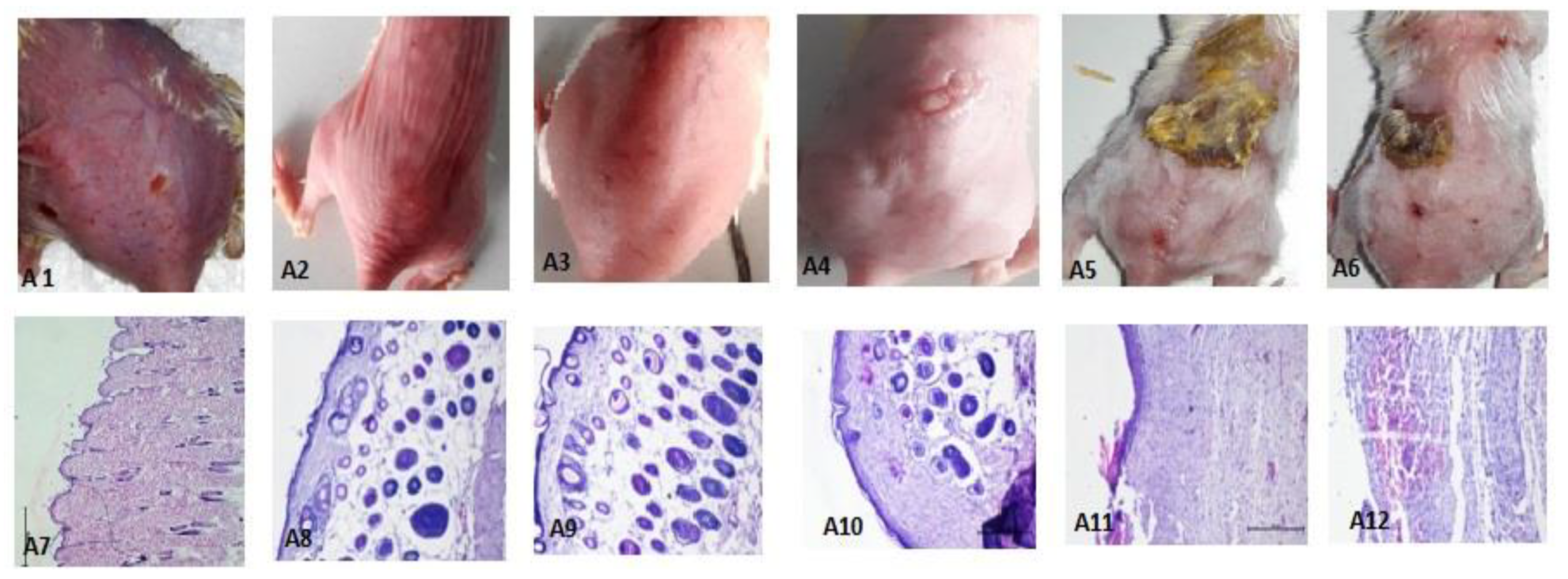 Nanomaterials 12 00636 g008
