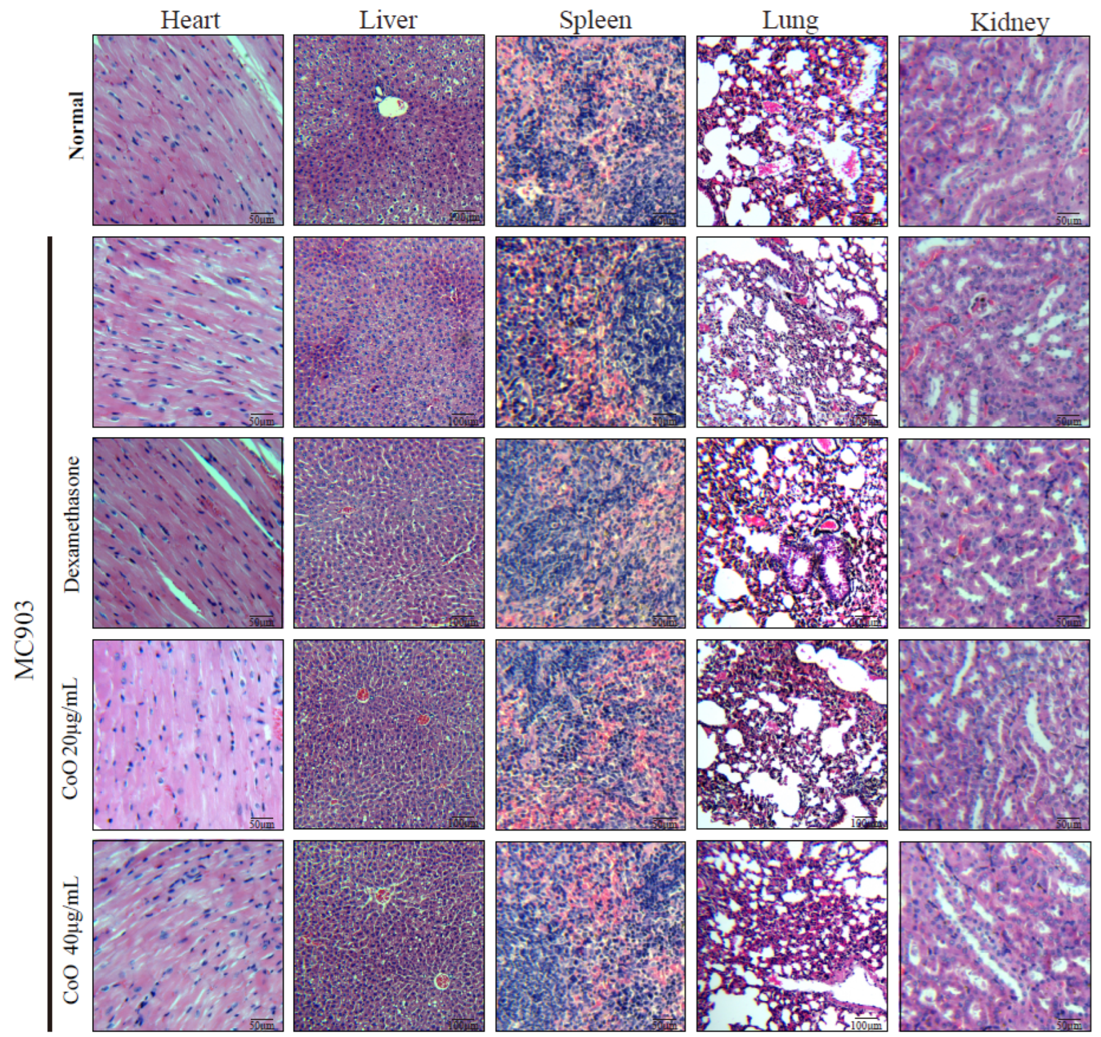 Nanomaterials 12 00638 g004 550