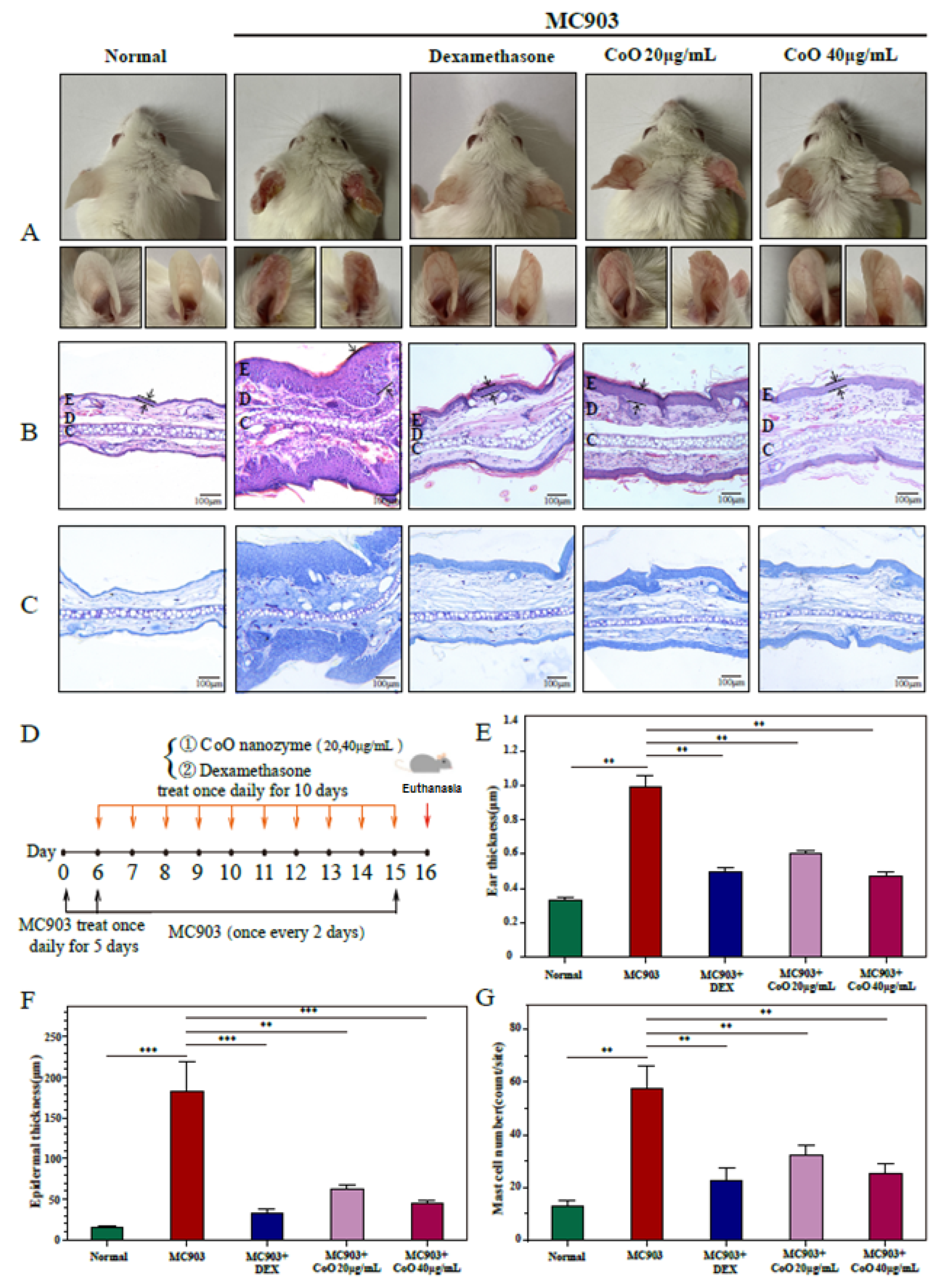 Nanomaterials 12 00638 g005 550