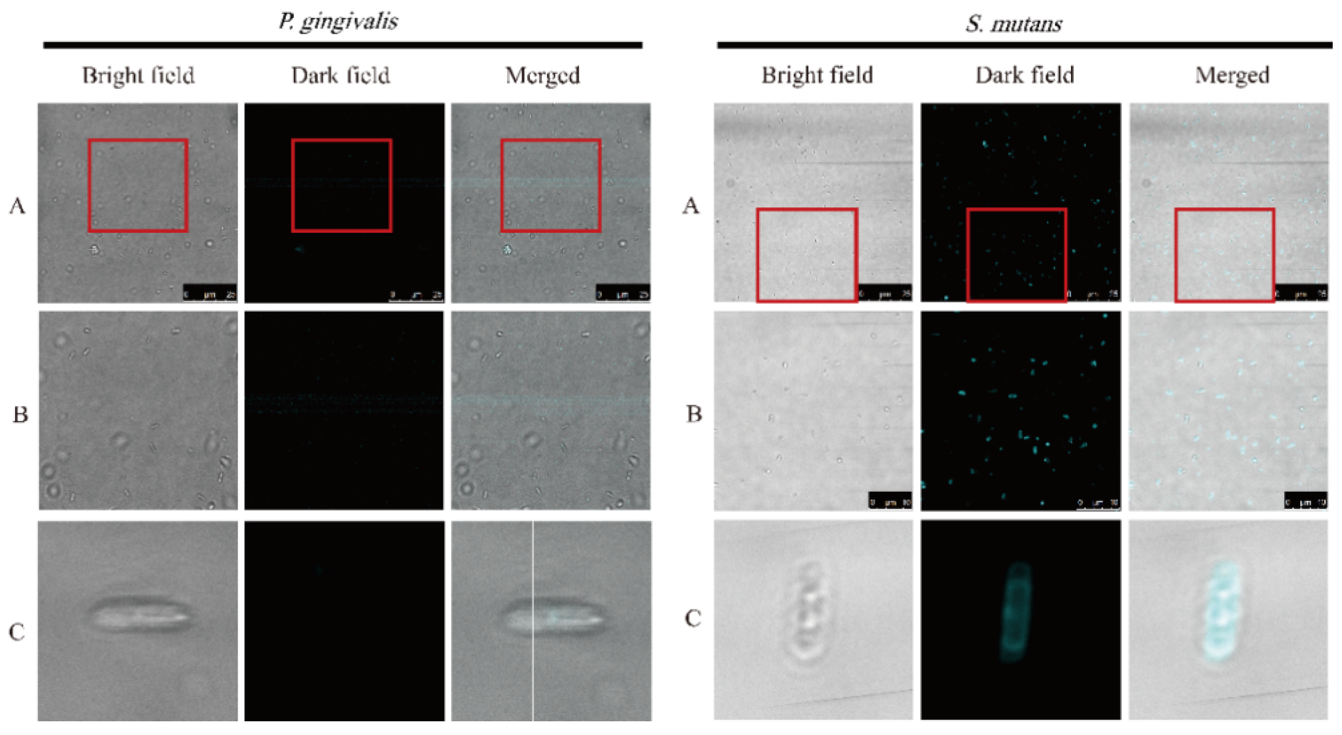 Nanomaterials 12 00641 g010