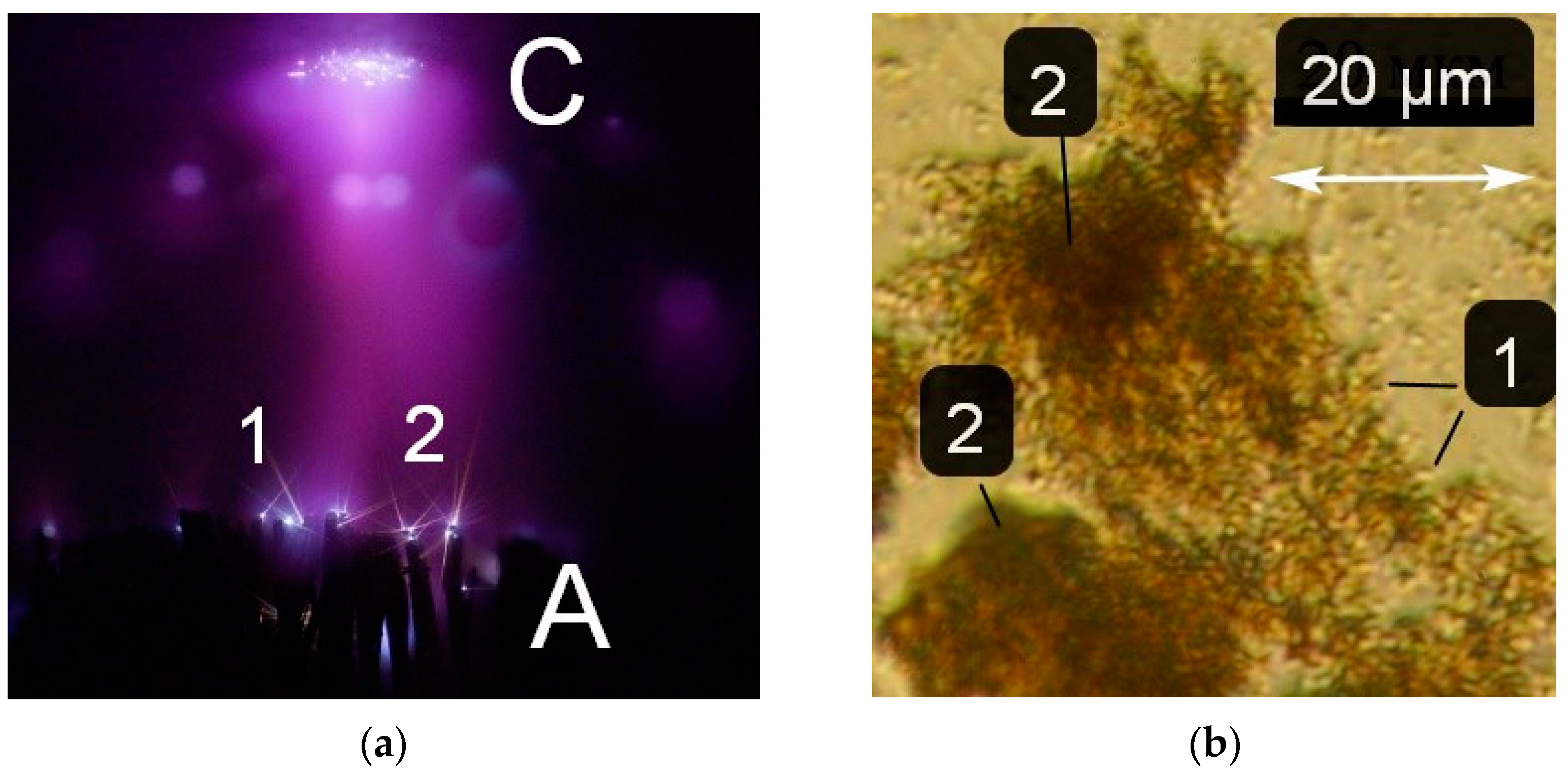 Nanomaterials 12 00652 g004 550