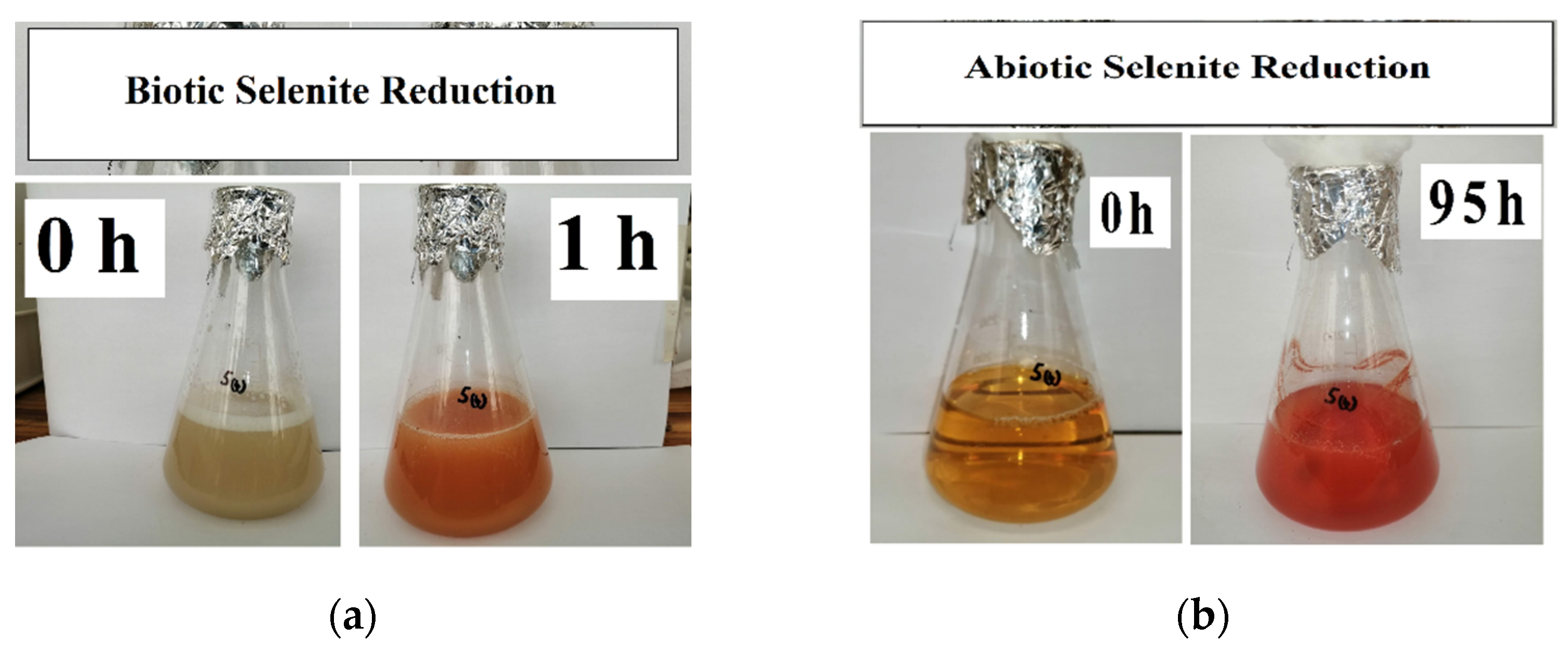 Nanomaterials 12 00658 g001