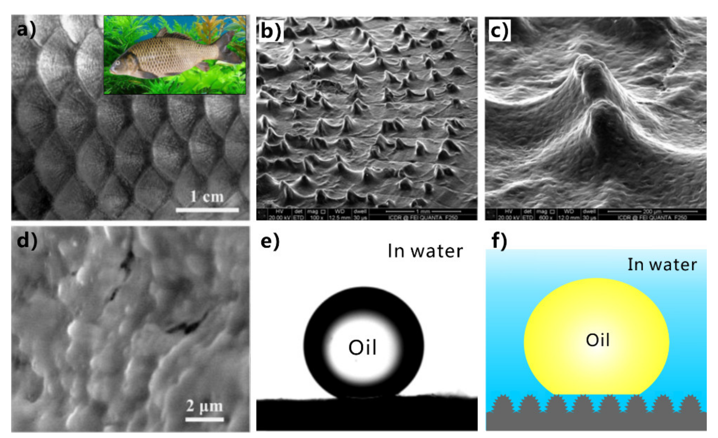 Nanomaterials 12 00688 g007 550