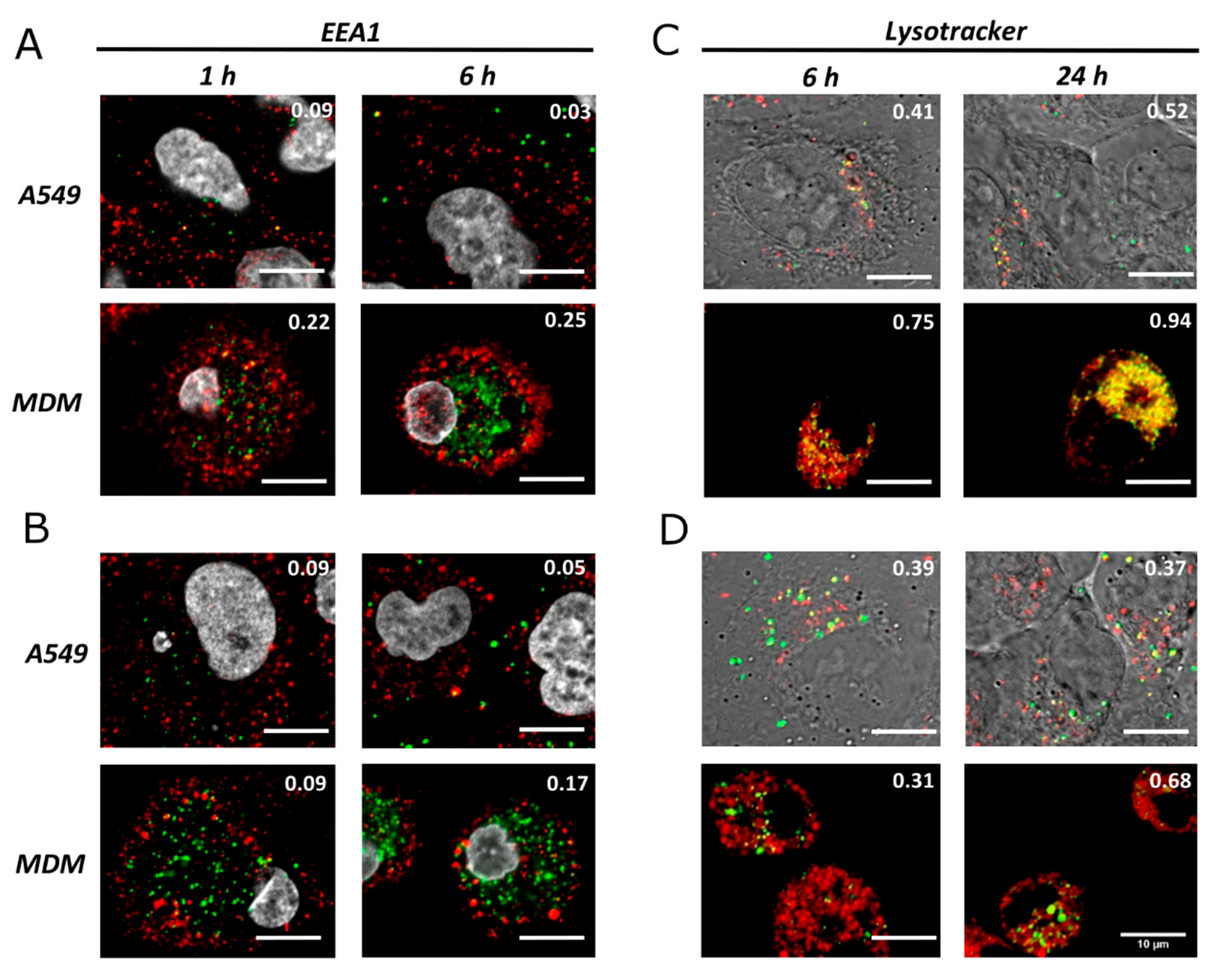 Nanomaterials 12 00690 g002 550