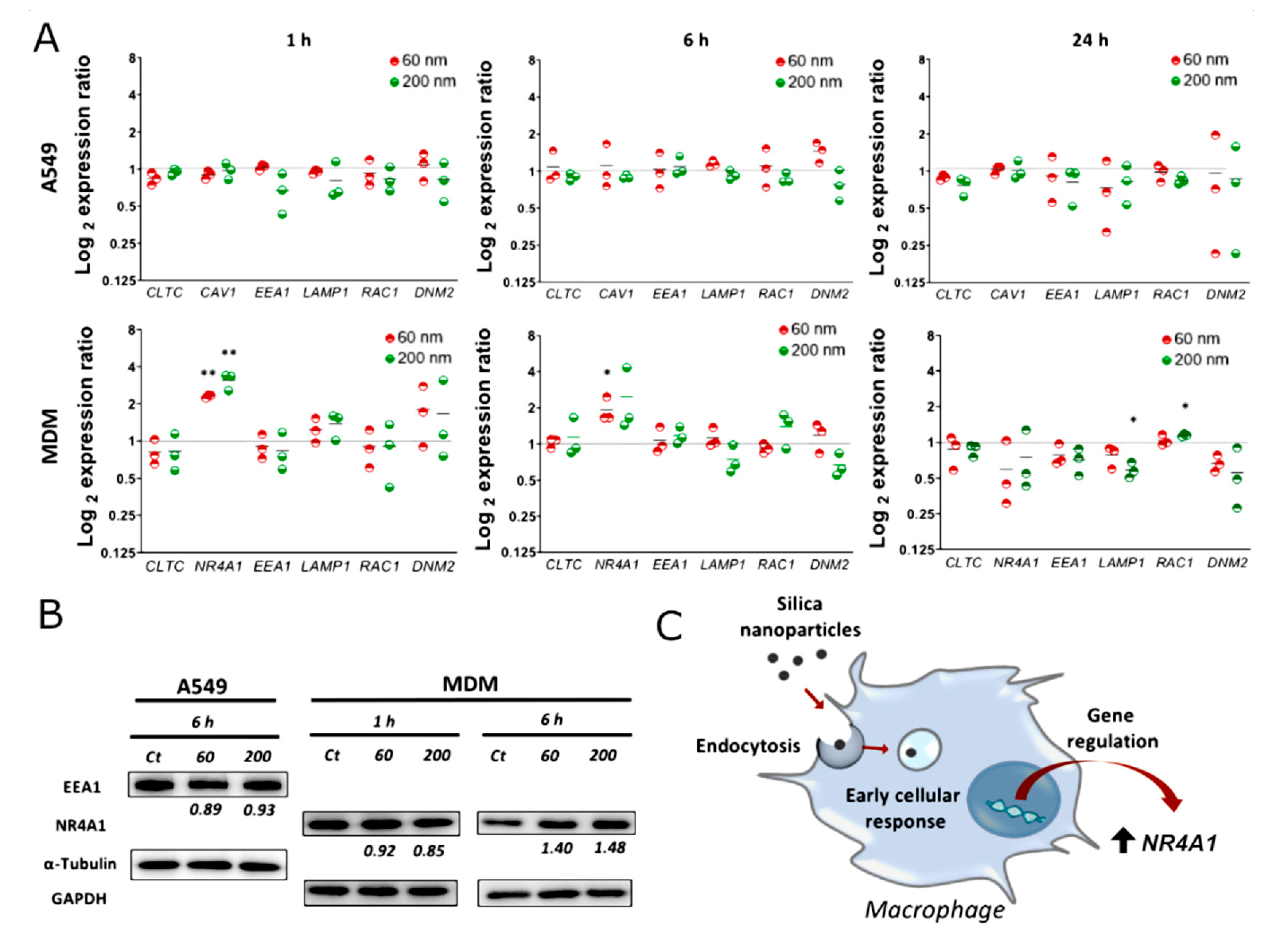 Nanomaterials 12 00690 g004 550
