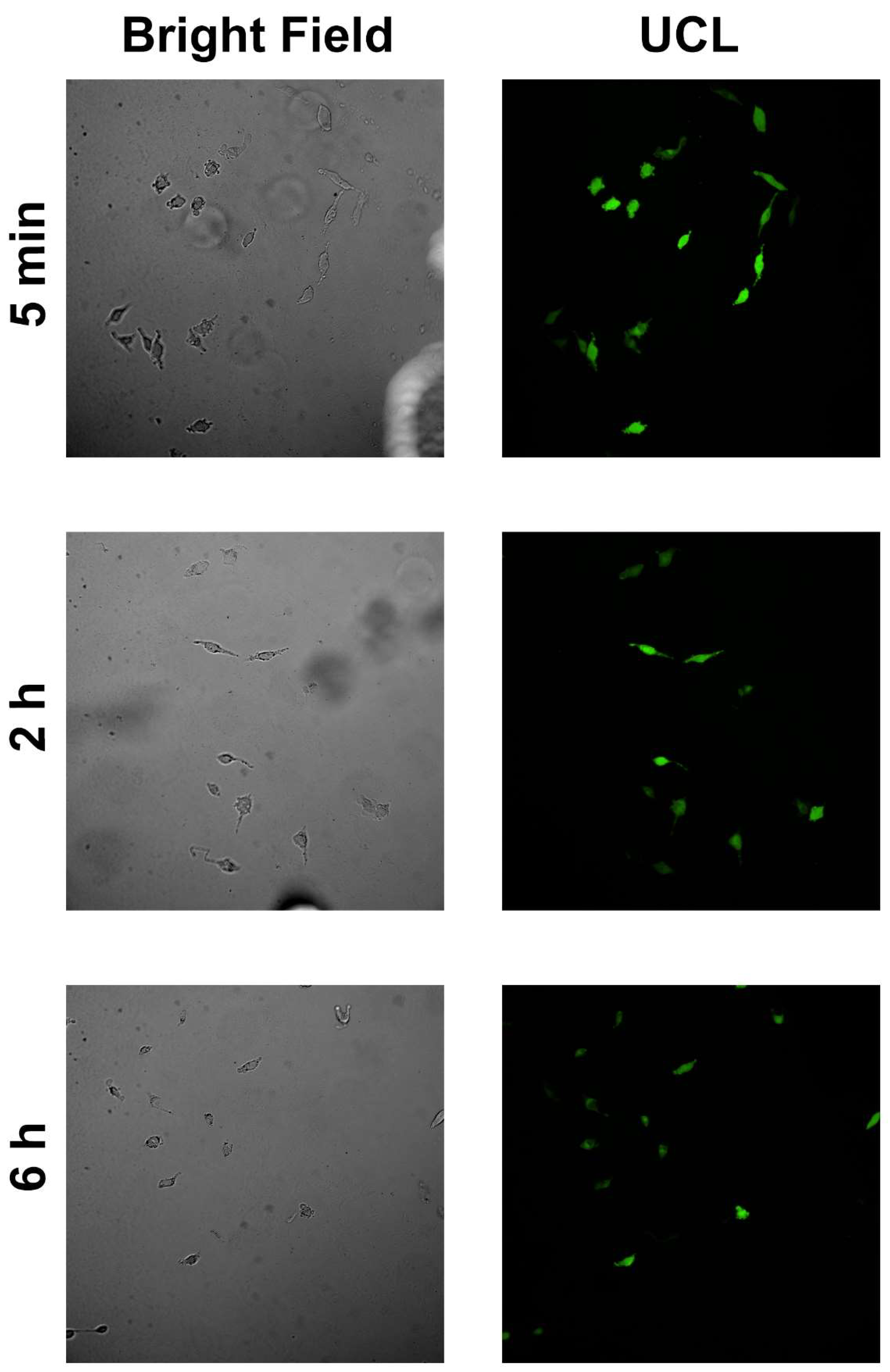 Nanomaterials 12 00728 g010 550