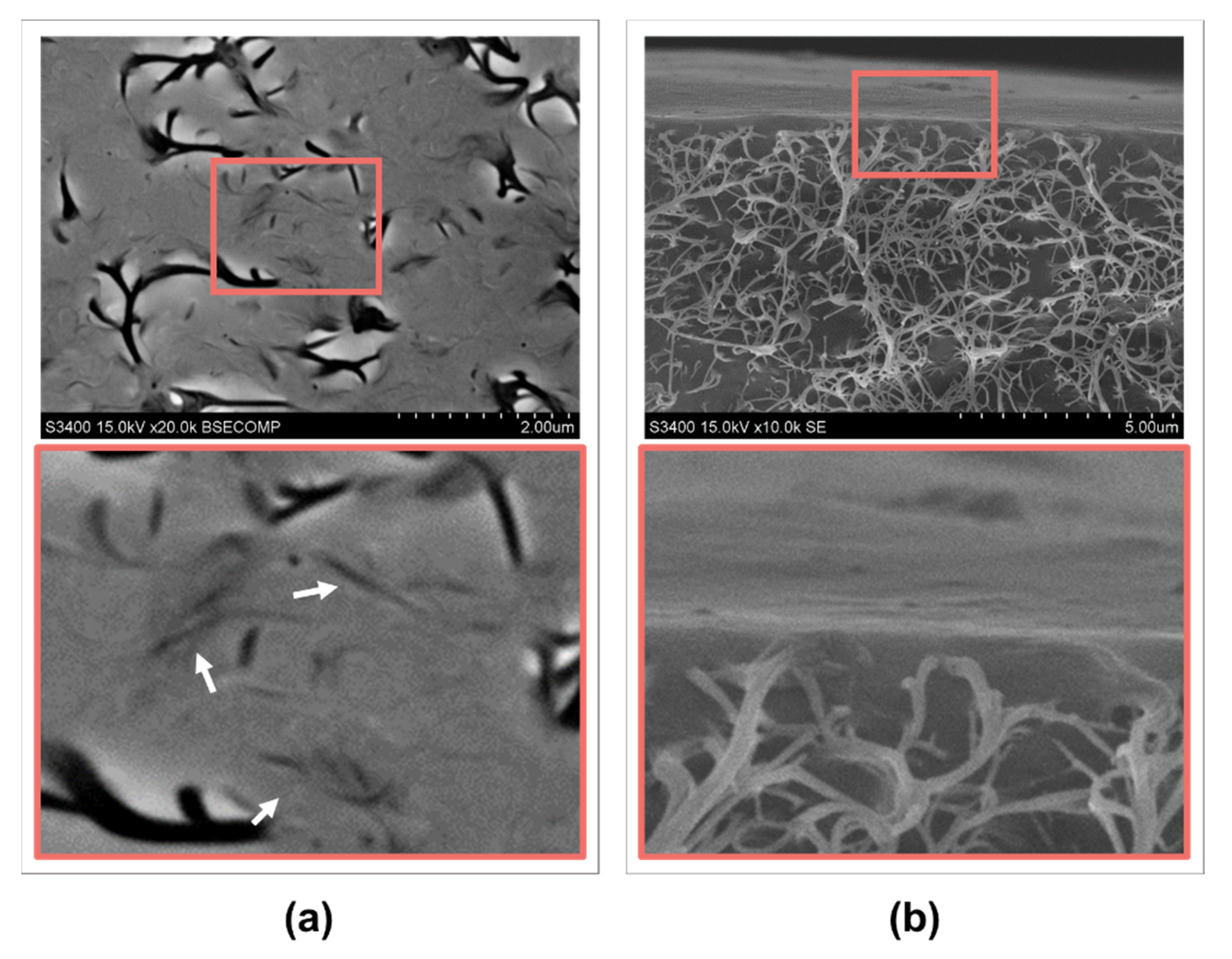 Nanomaterials 12 00733 g004