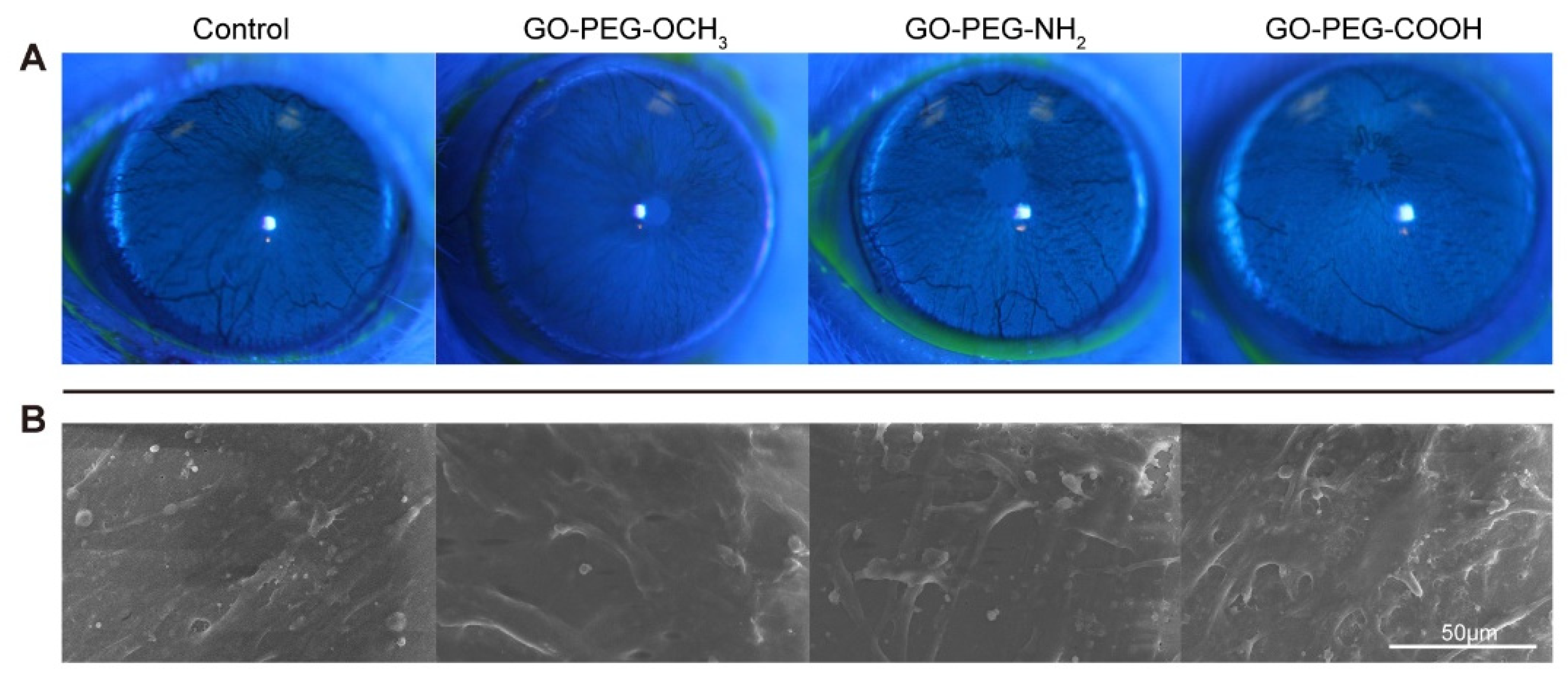 Nanomaterials 12 00735 g004 550