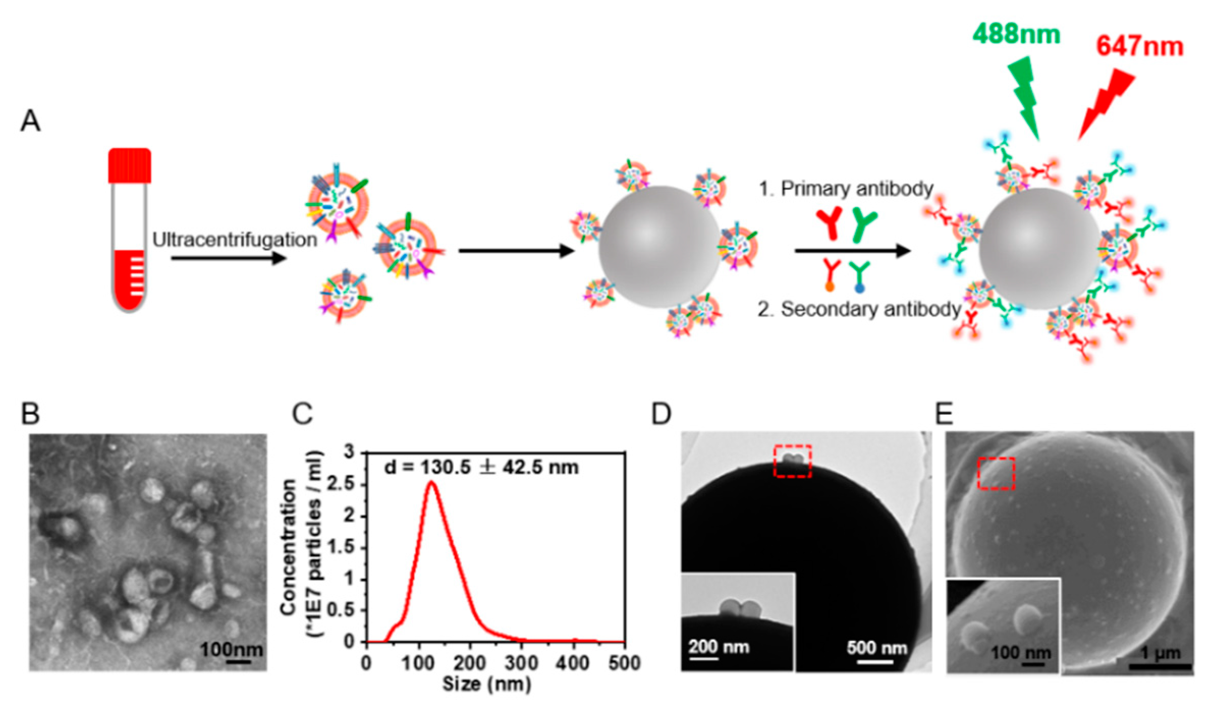 Nanomaterials 12 00809 g001