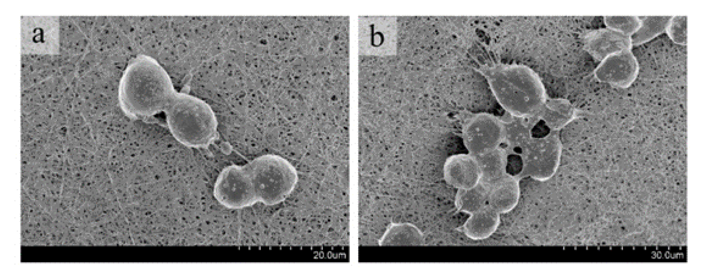 Nanomaterials 12 00900 g007 550