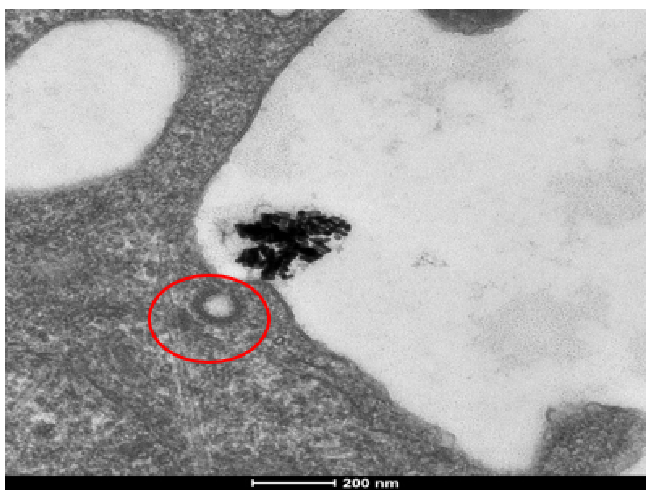 Nanomaterials 12 00937 g006 550