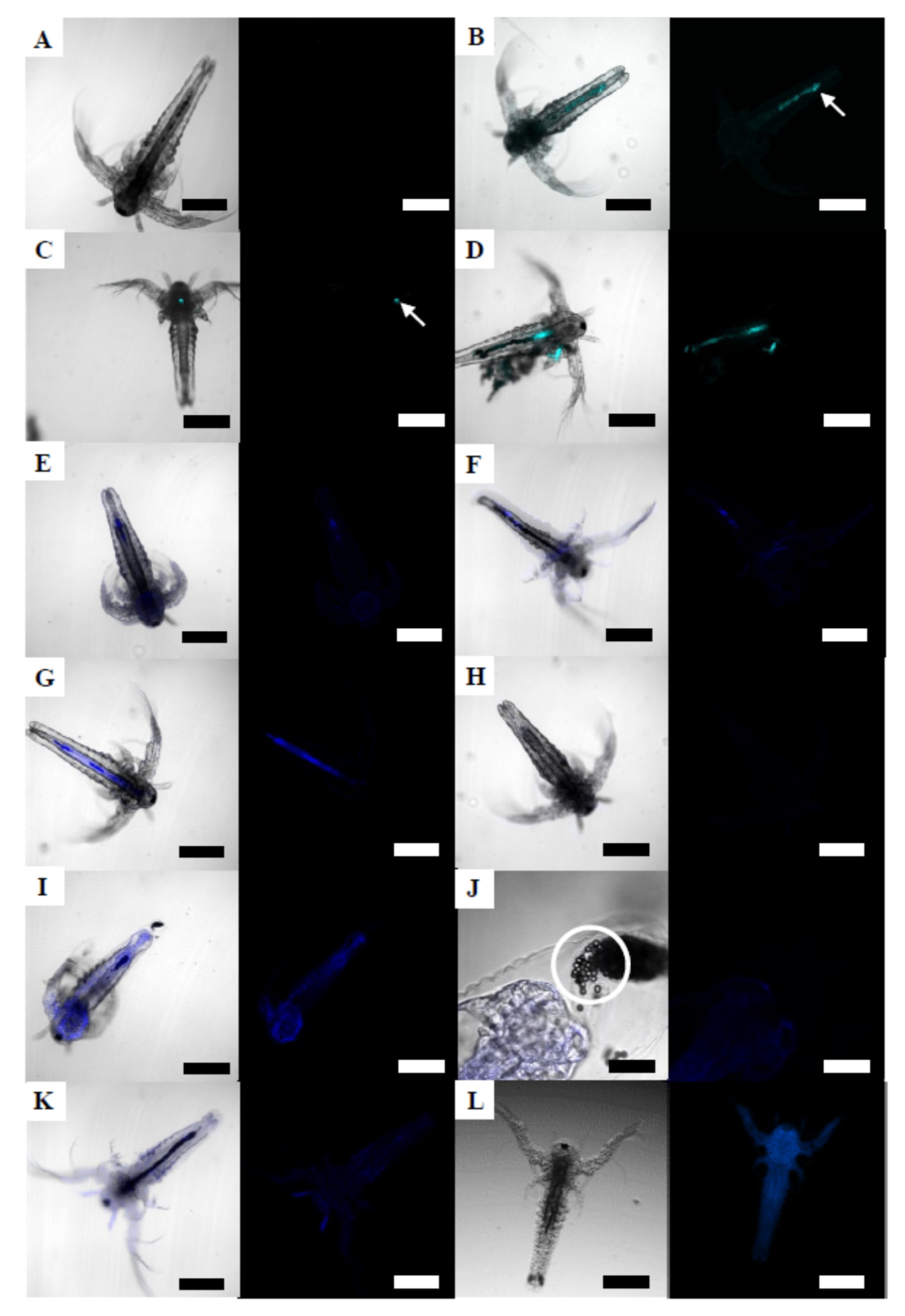 Nanomaterials 12 00941 g003