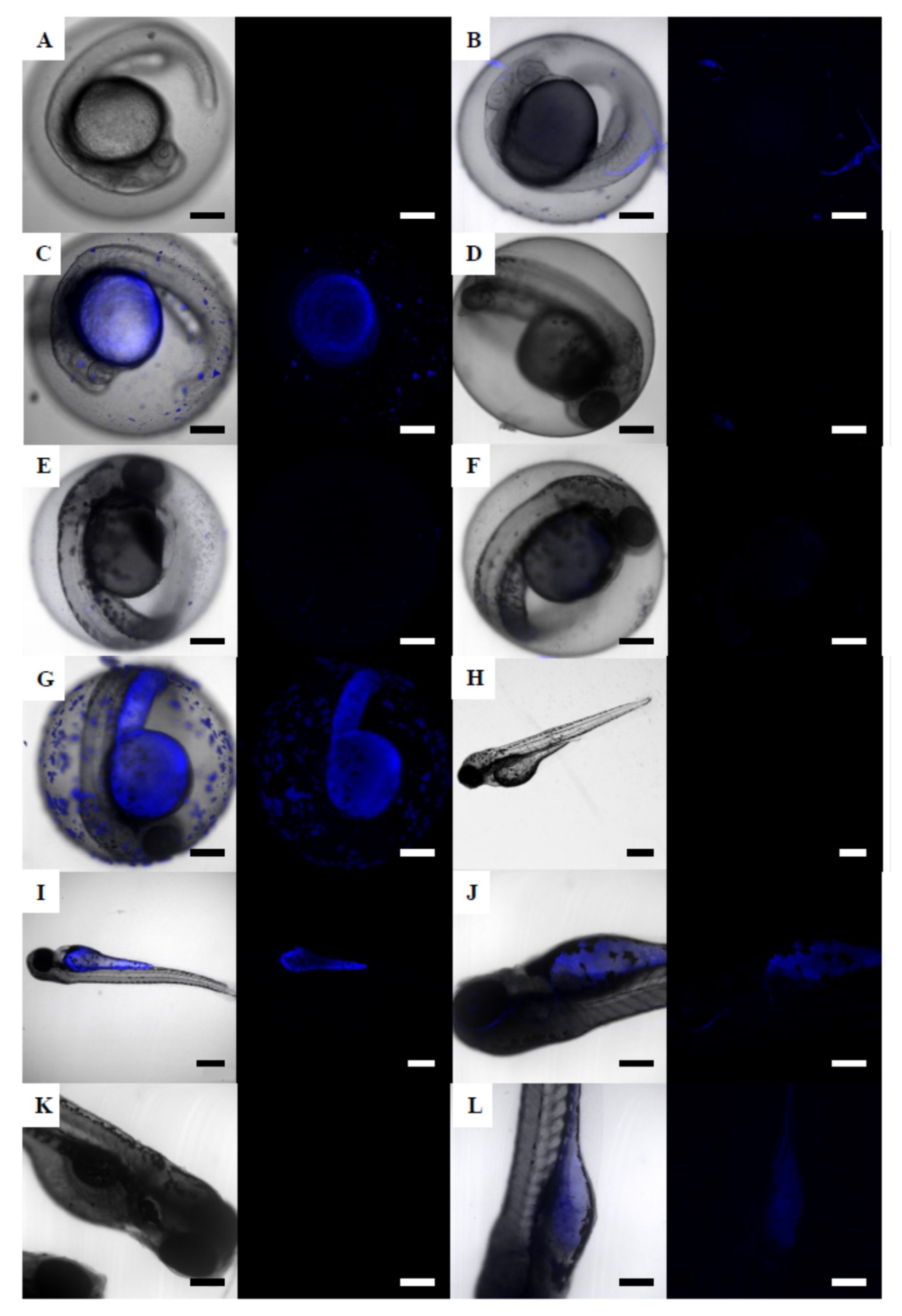 Nanomaterials 12 00941 g005