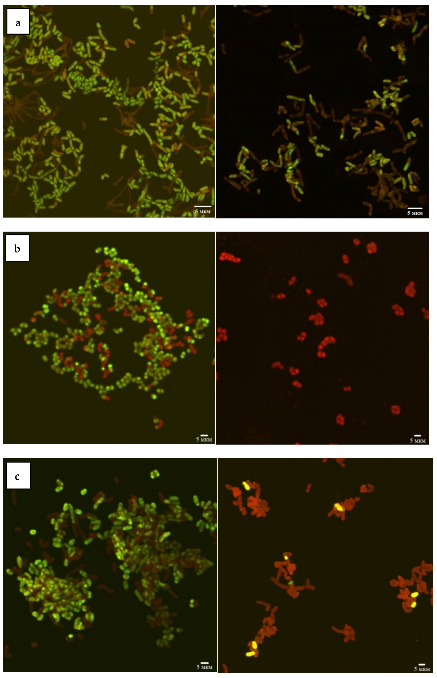 Nanomaterials 12 00951 g001