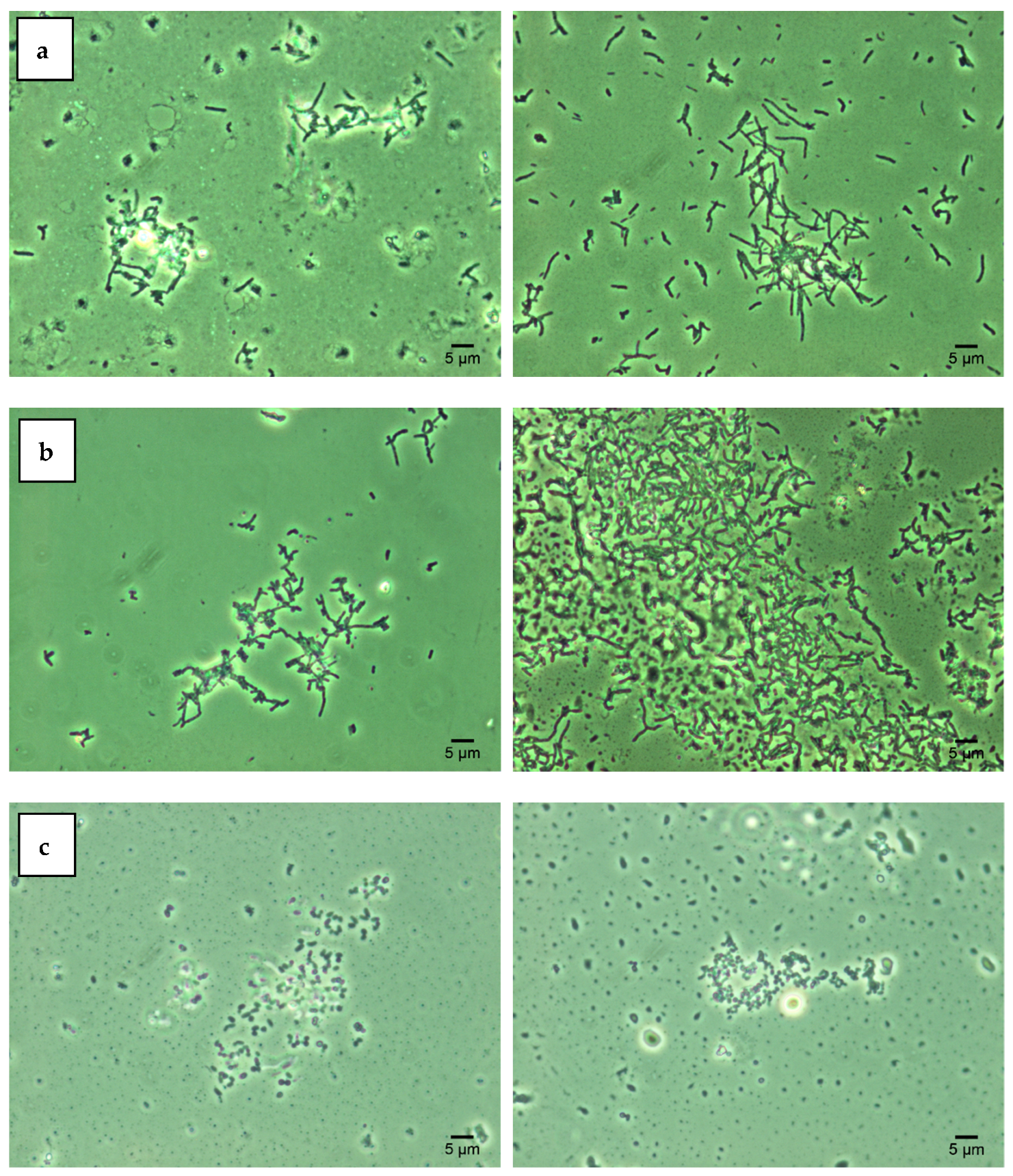 Nanomaterials 12 00951 g002