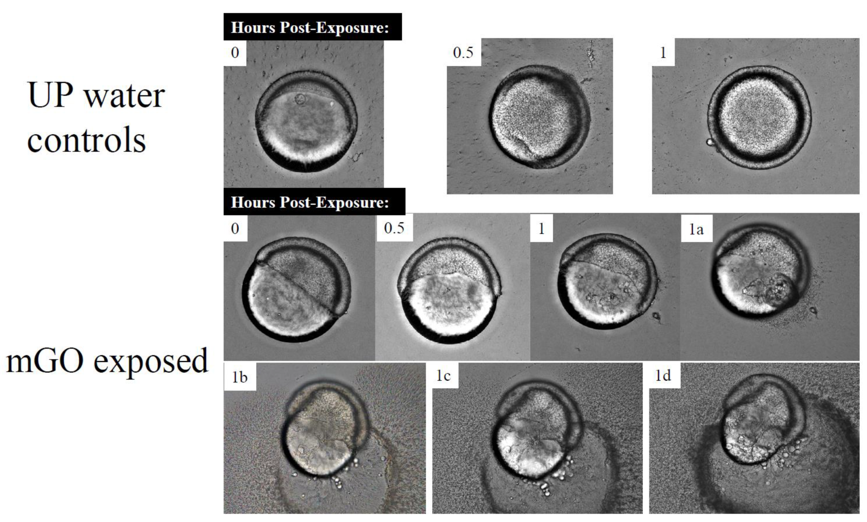 Nanomaterials 12 01050 g006 Nanomaterials 12 01050 g006