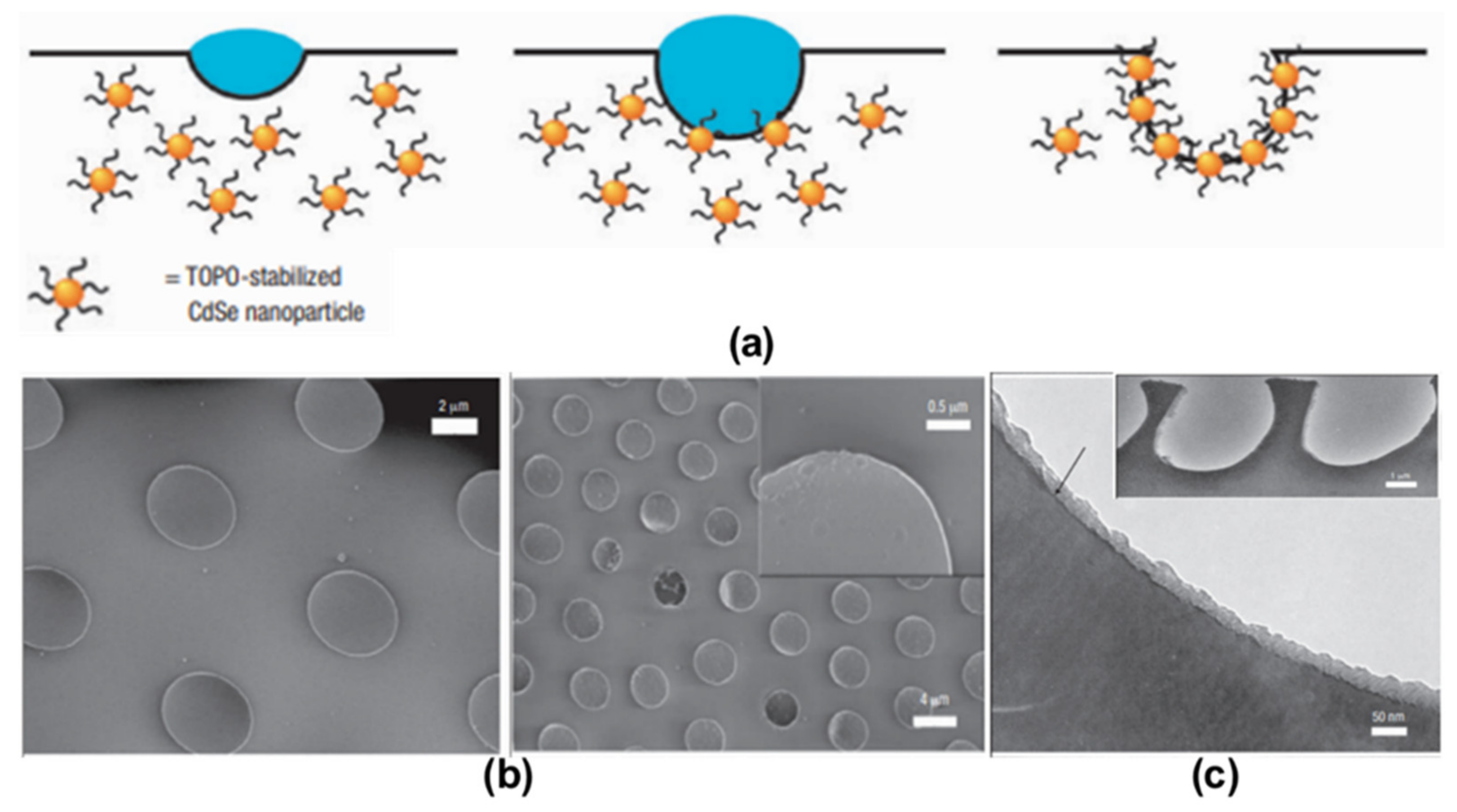 Nanomaterials 12 01055 g004 550