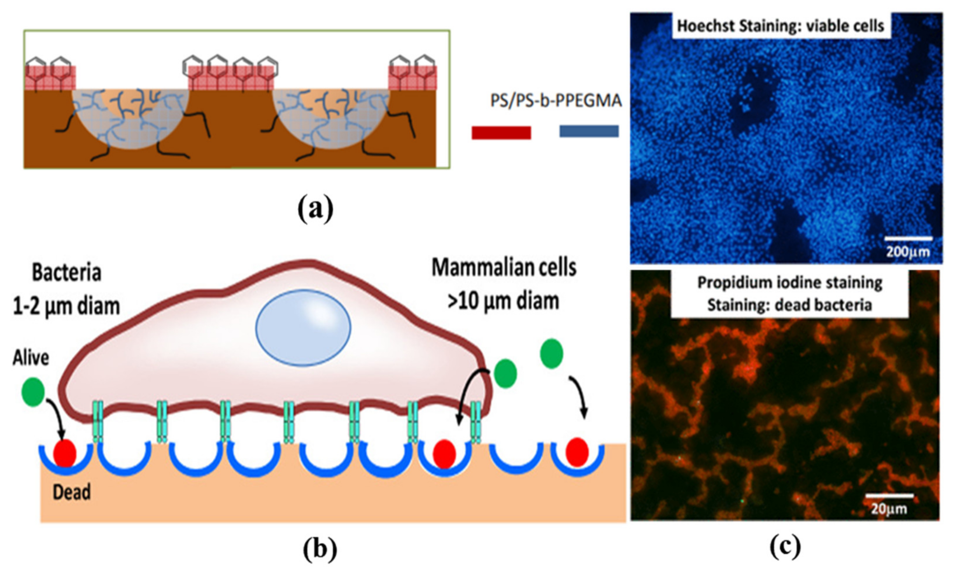 Nanomaterials 12 01055 g007 550