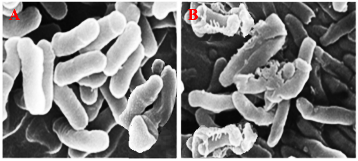 Nanomaterials 12 01079 g014