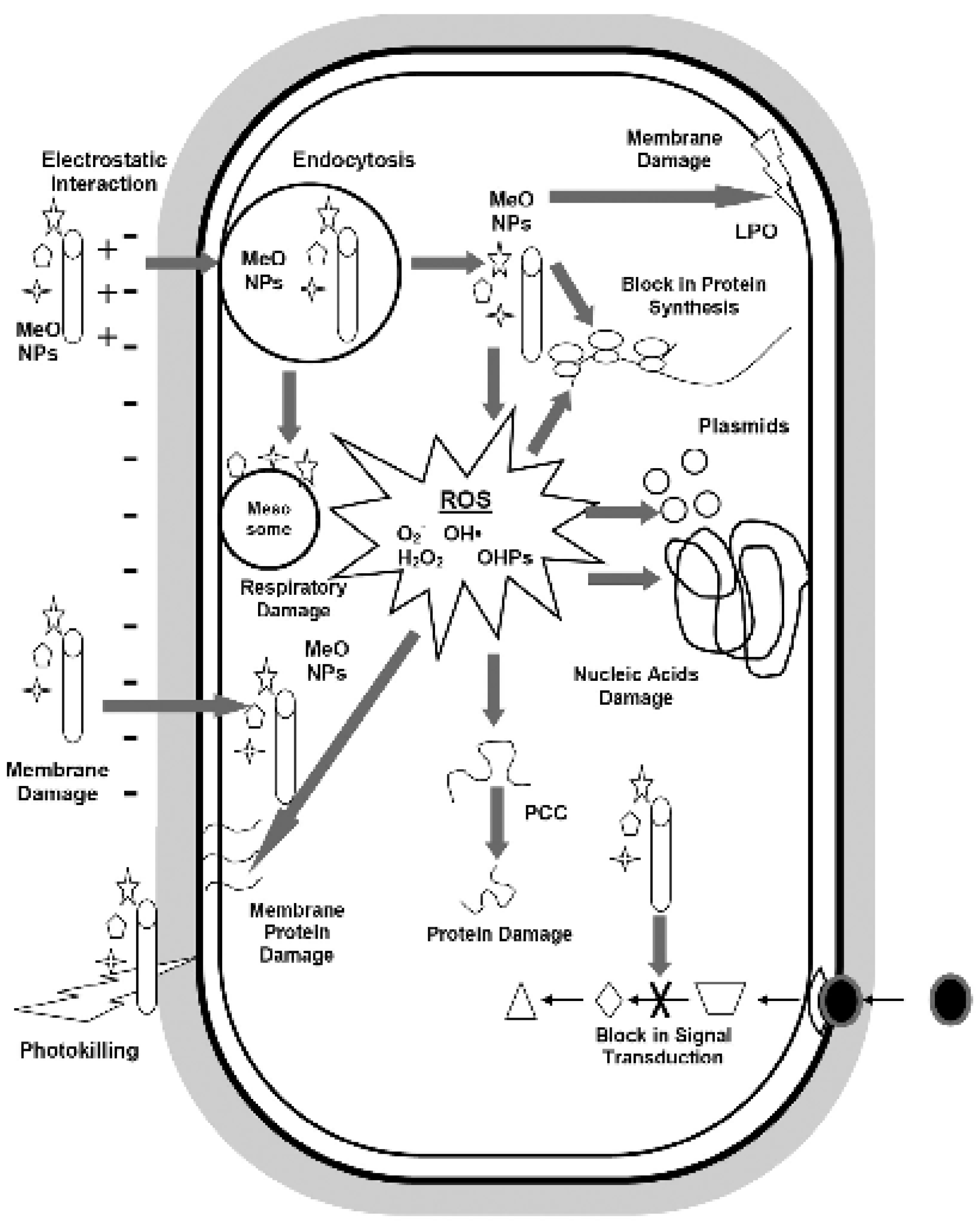 Nanomaterials 12 01129 g005