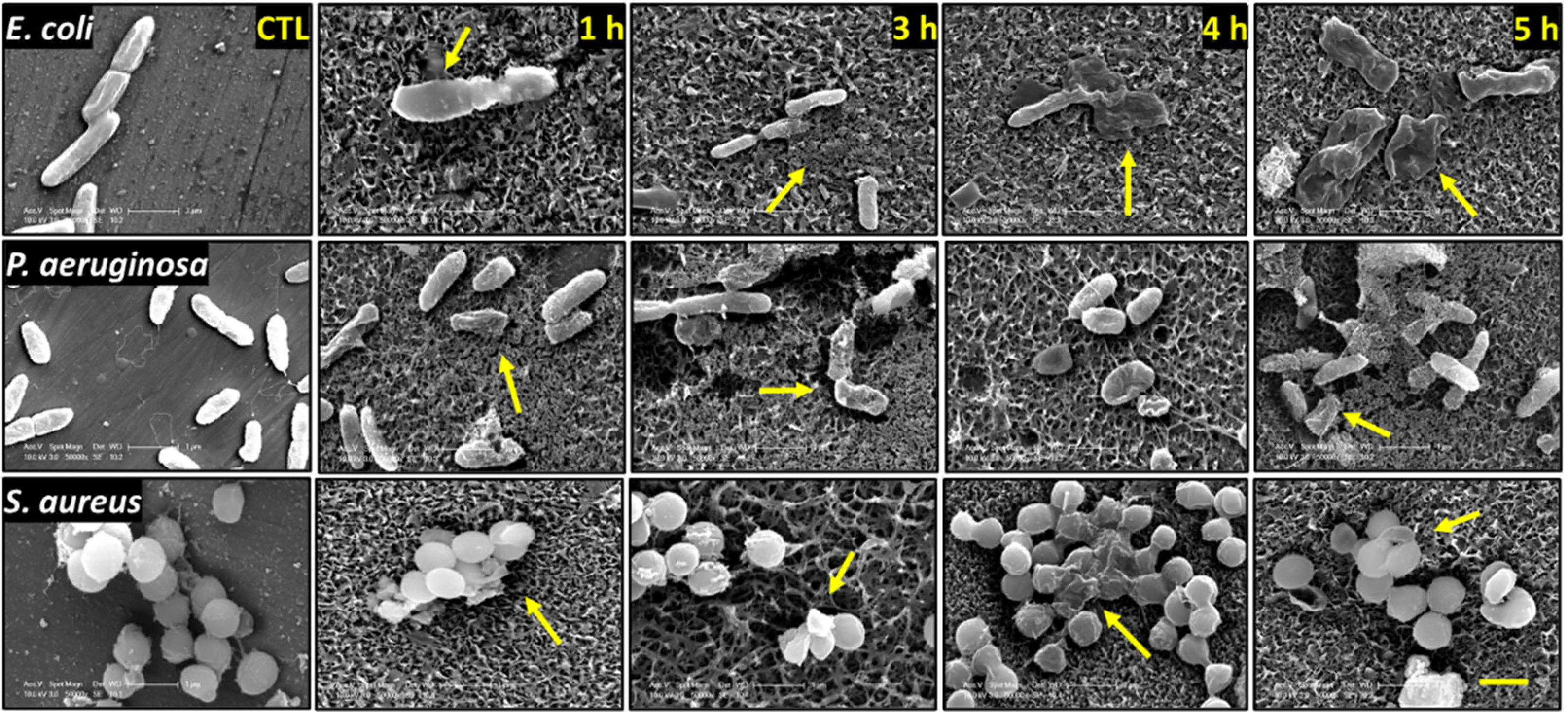 Nanomaterials 12 01140 g004