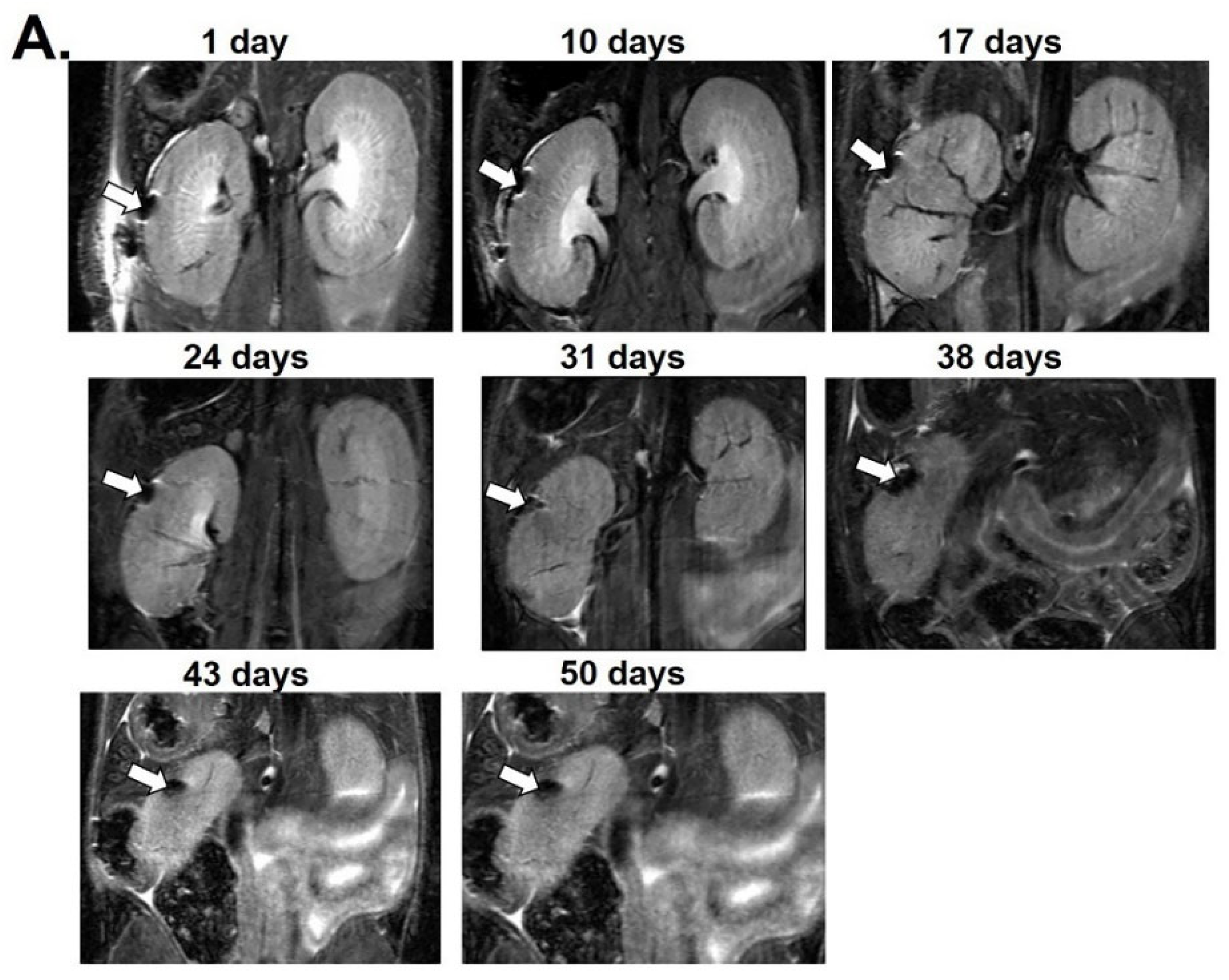 Nanomaterials 12 01222 g003a Nanomaterials 12 01222 g003a