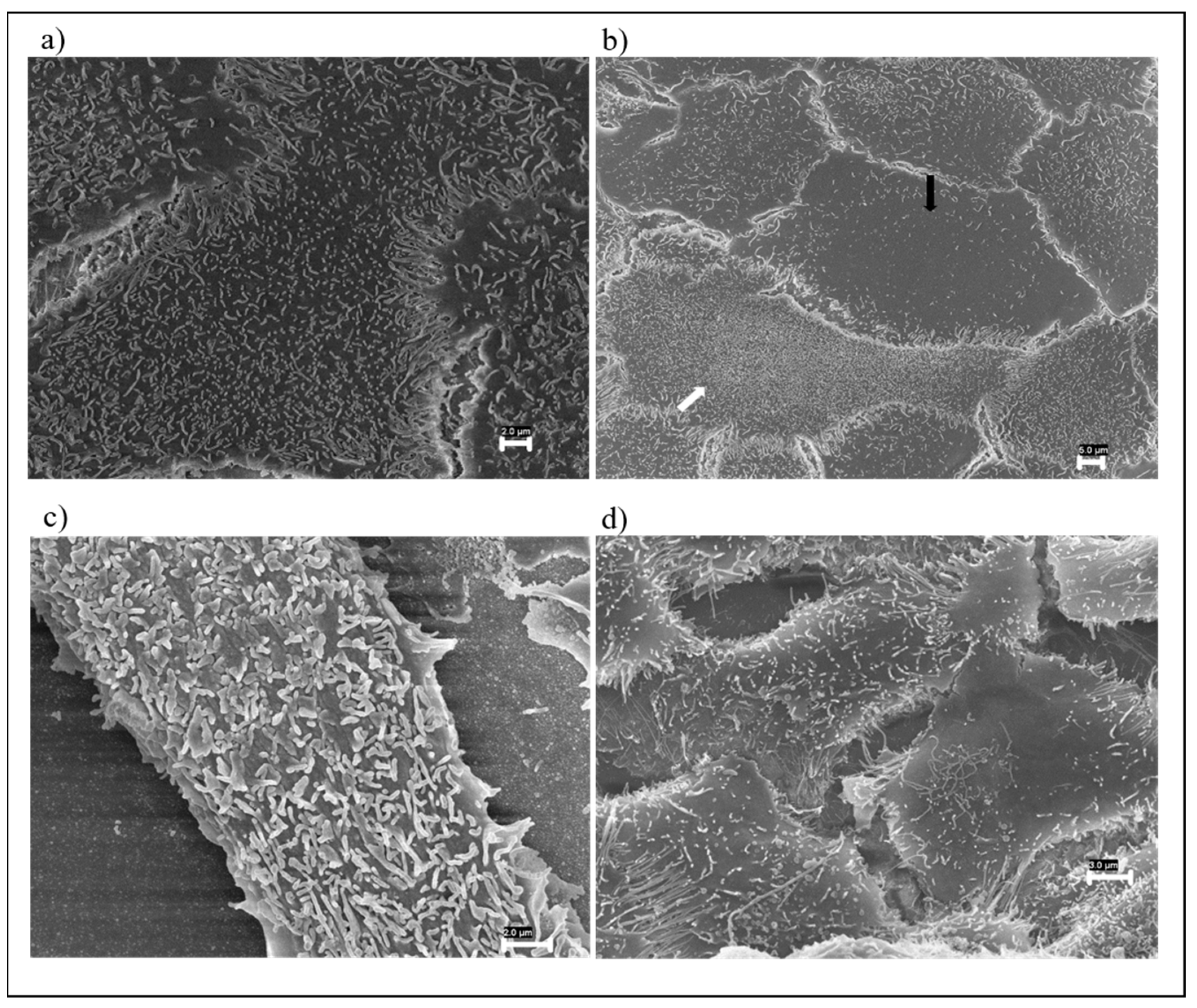 Nanomaterials 12 01405 g004 Nanomaterials 12 01405 g004