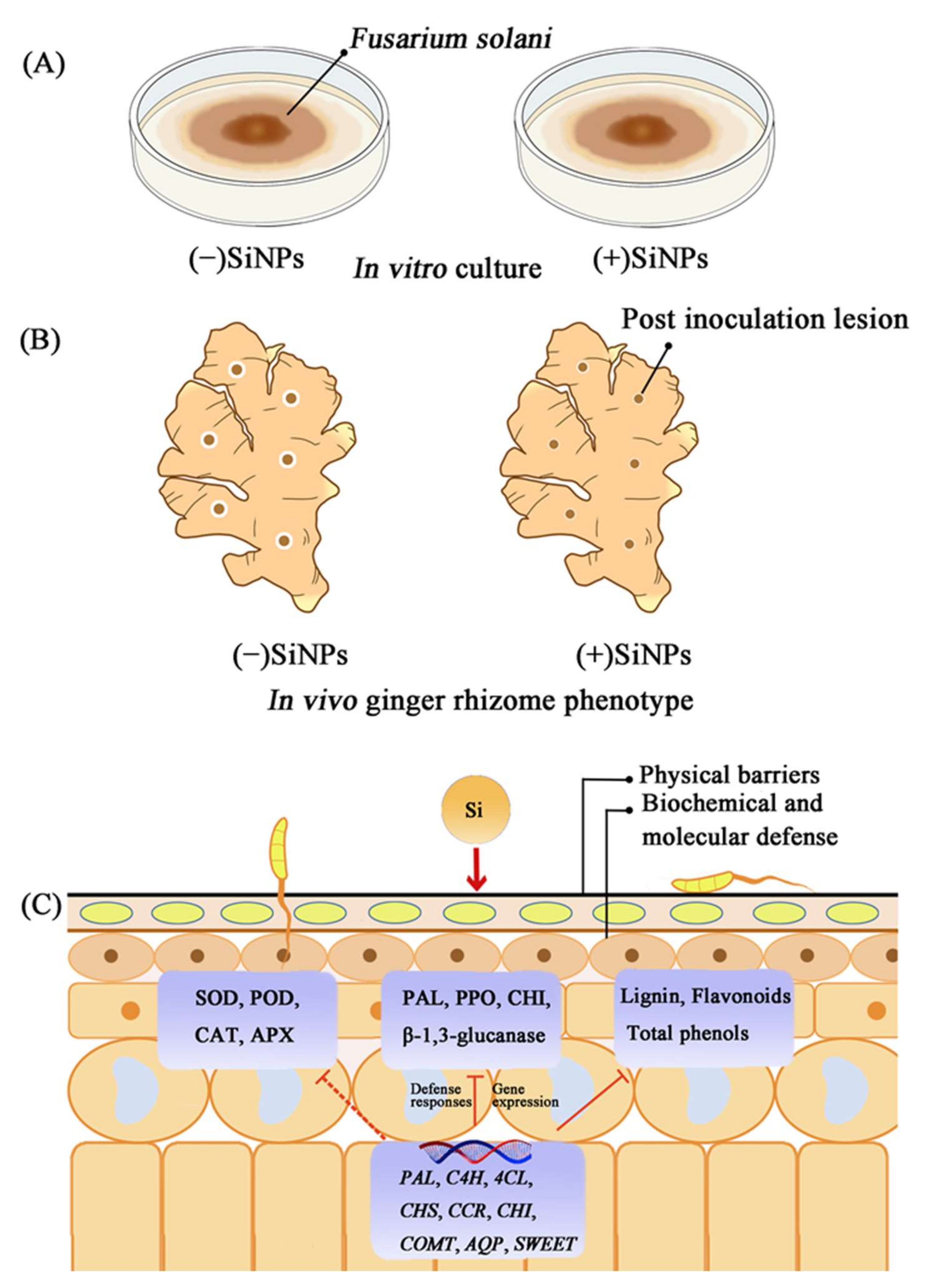 Nanomaterials 12 01418 g008