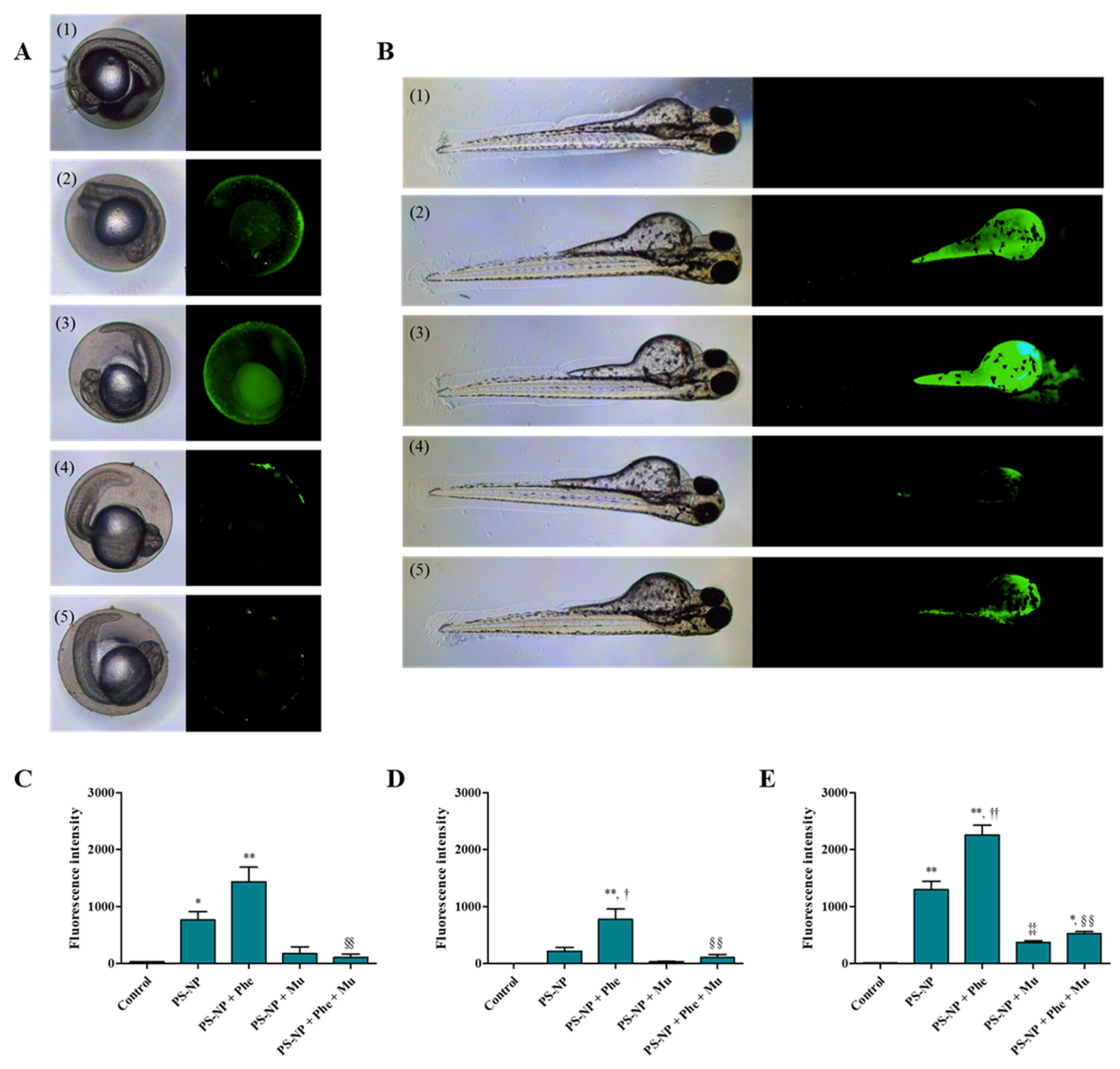 Nanomaterials 12 01427 g004