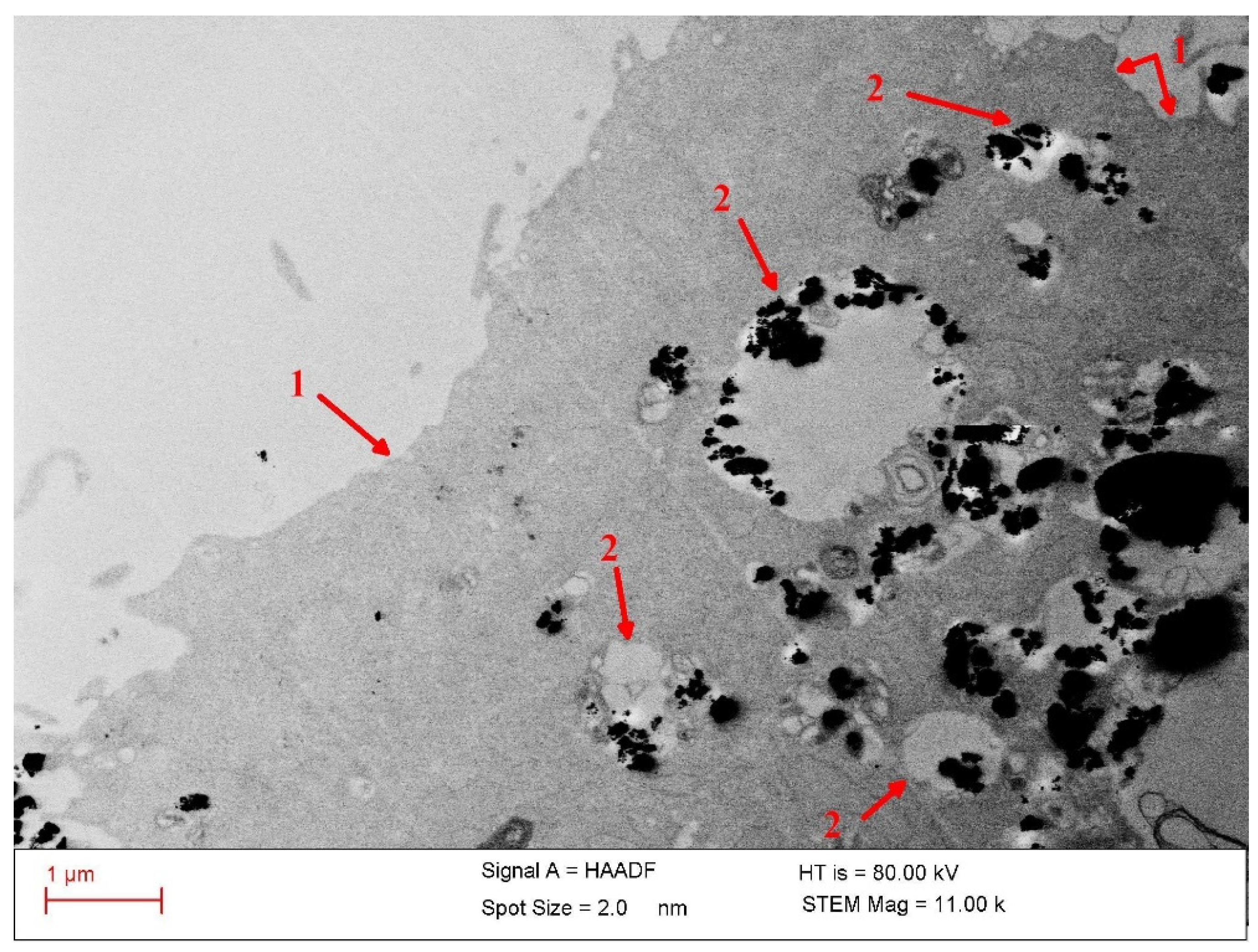 Nanomaterials 12 01488 g009 550