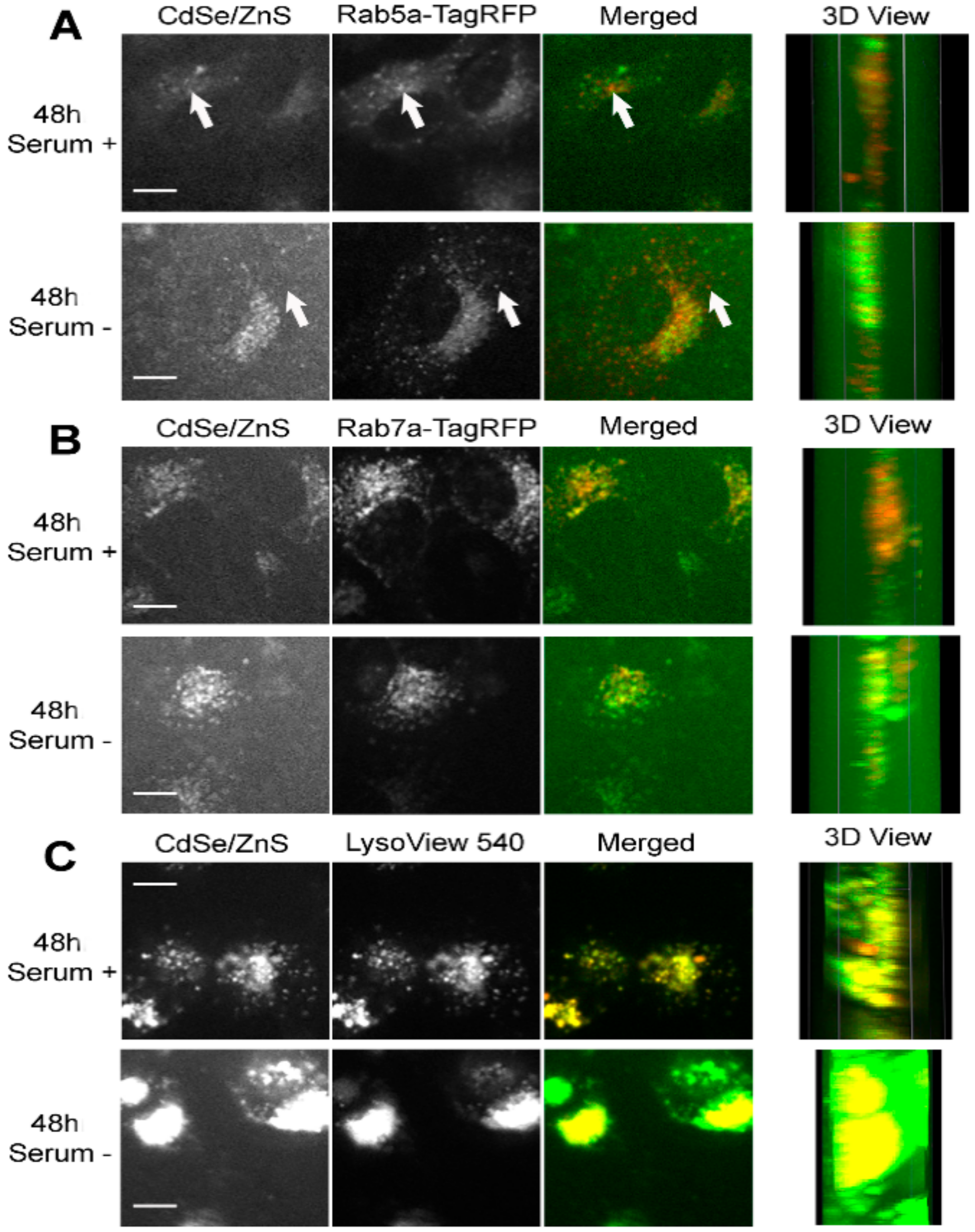 Nanomaterials 12 01517 g005
