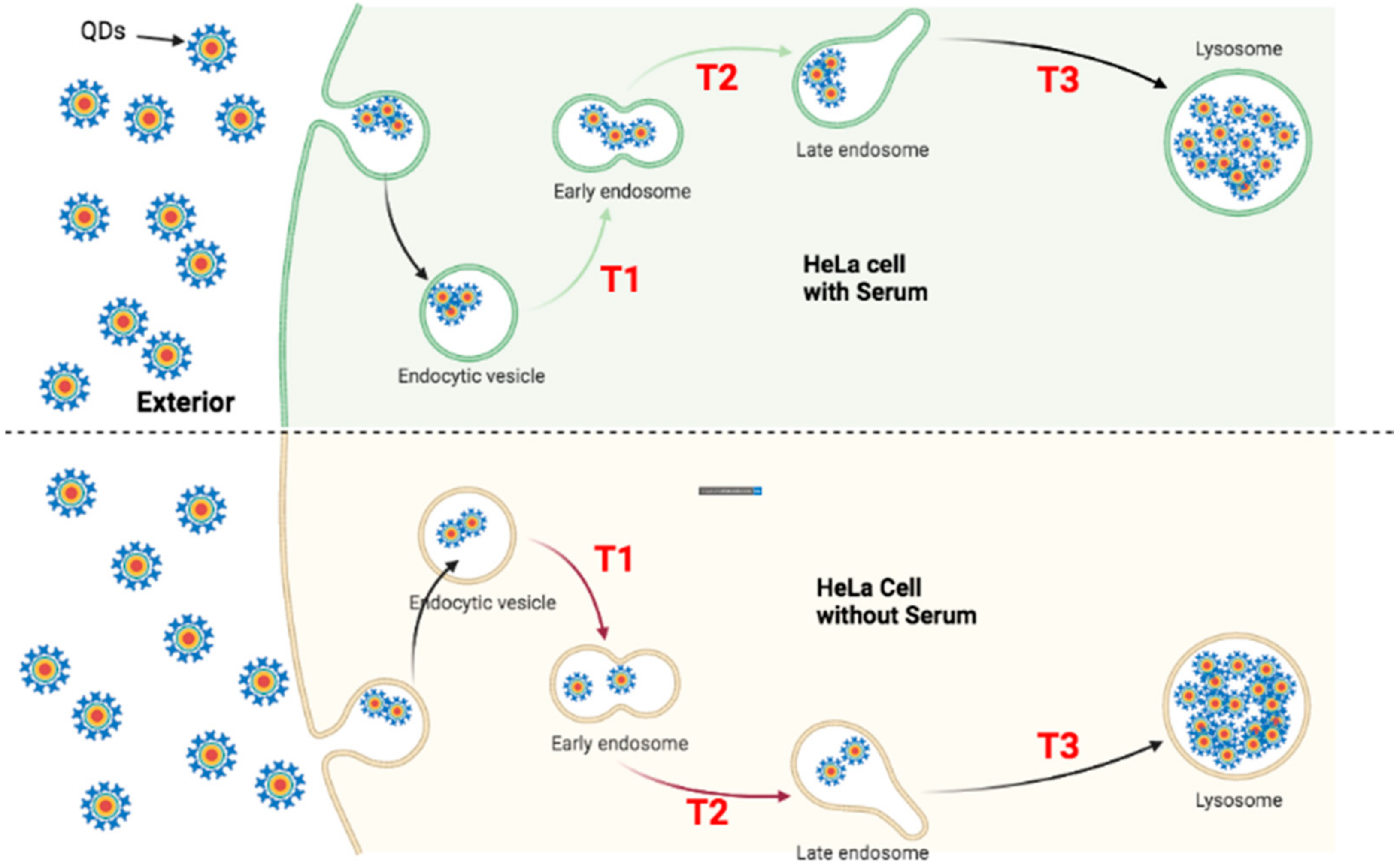 Nanomaterials 12 01517 g015