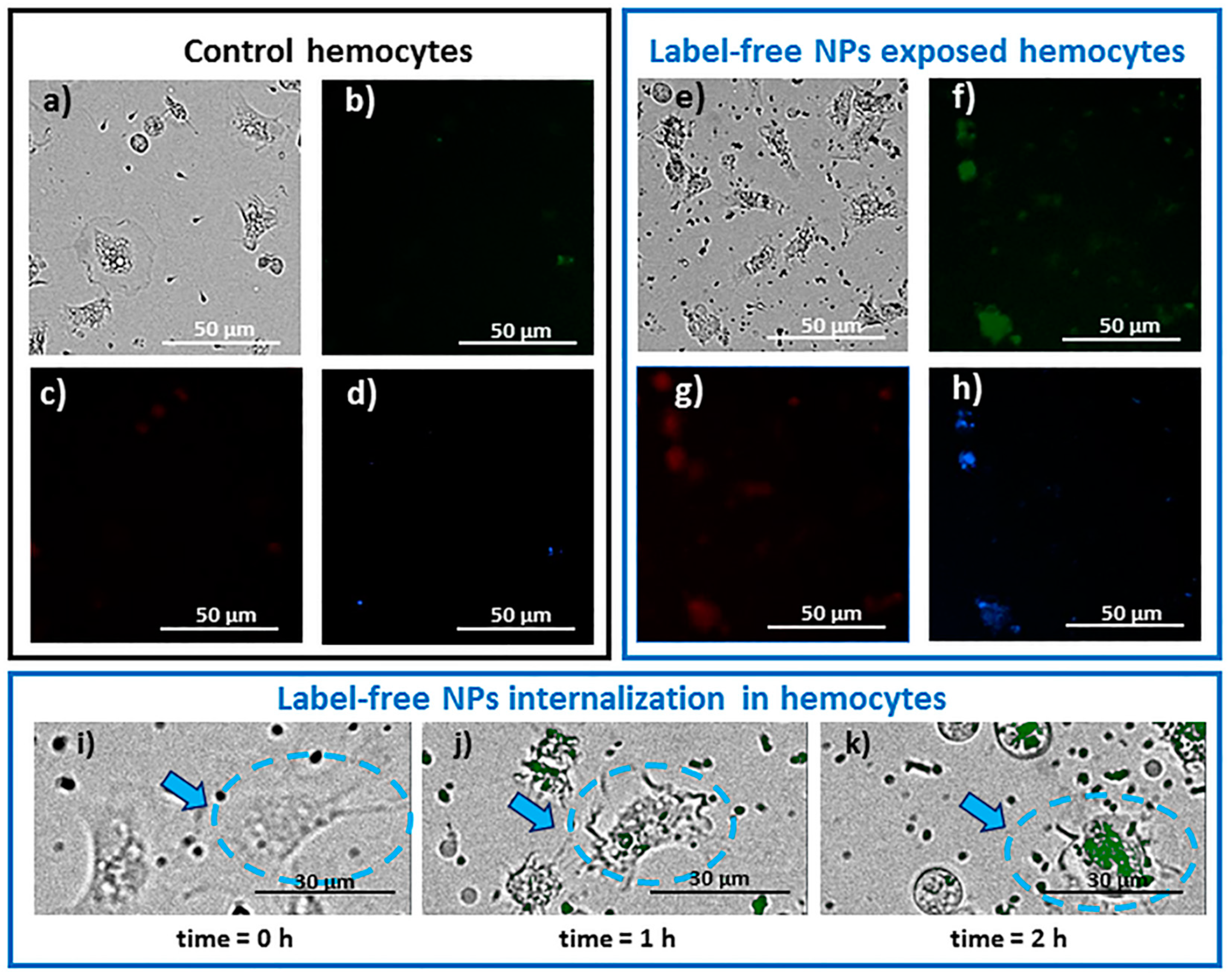 Nanomaterials 12 01560 g006 550