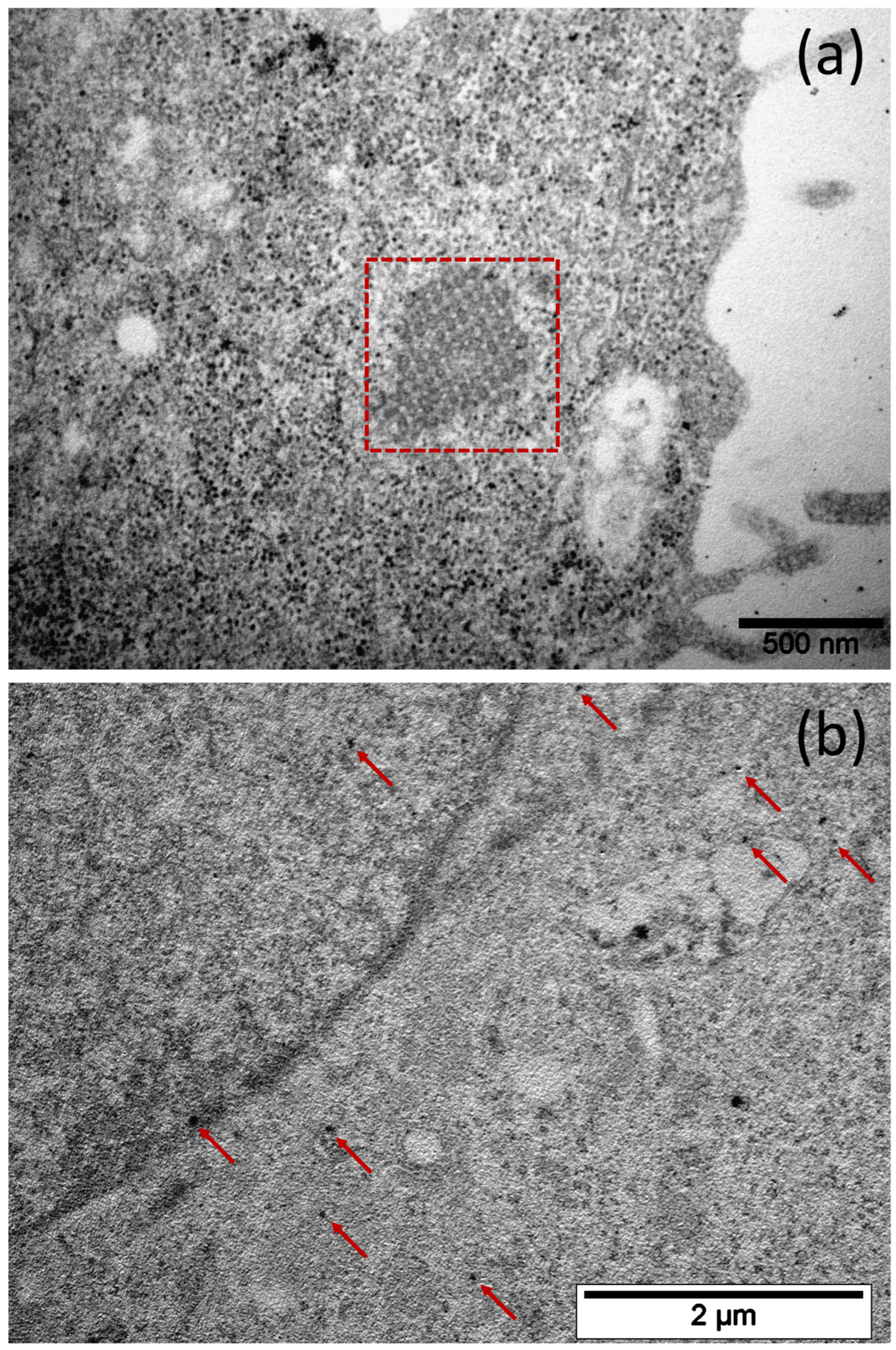 Nanomaterials 12 01657 g006 550