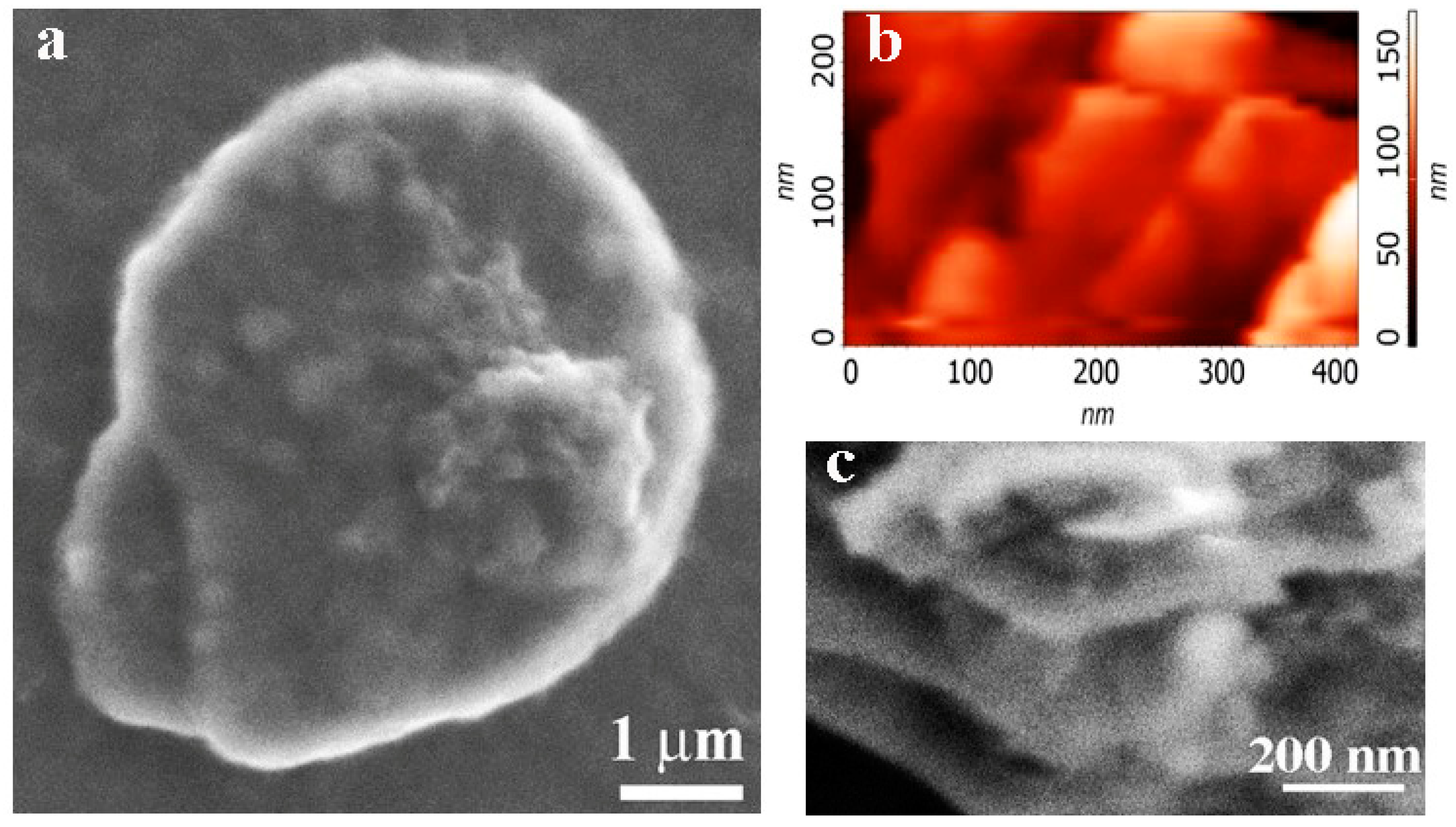 Nanomaterials 12 01703 g005 550
