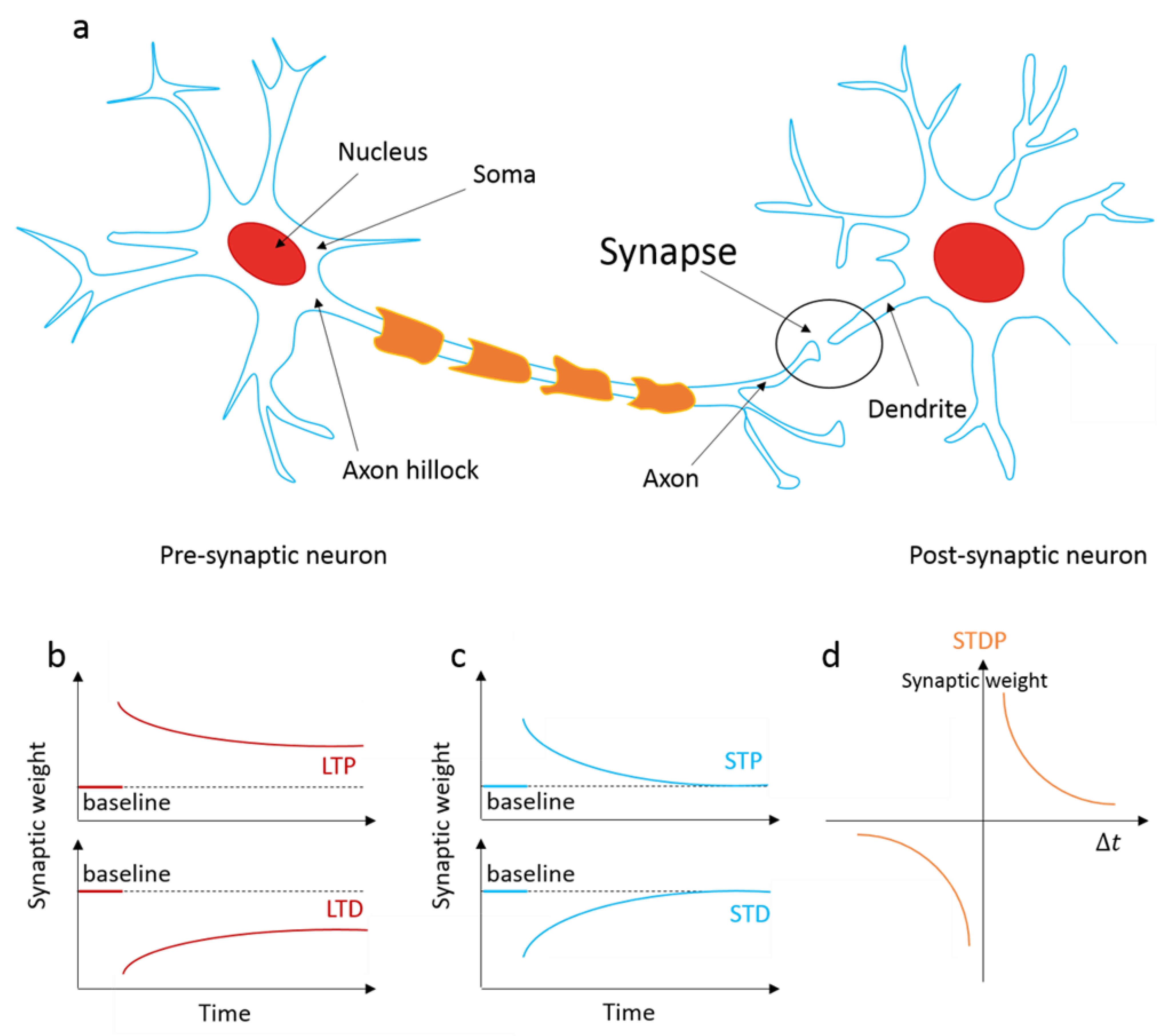 Human brain stimulated by artificial synaptic device