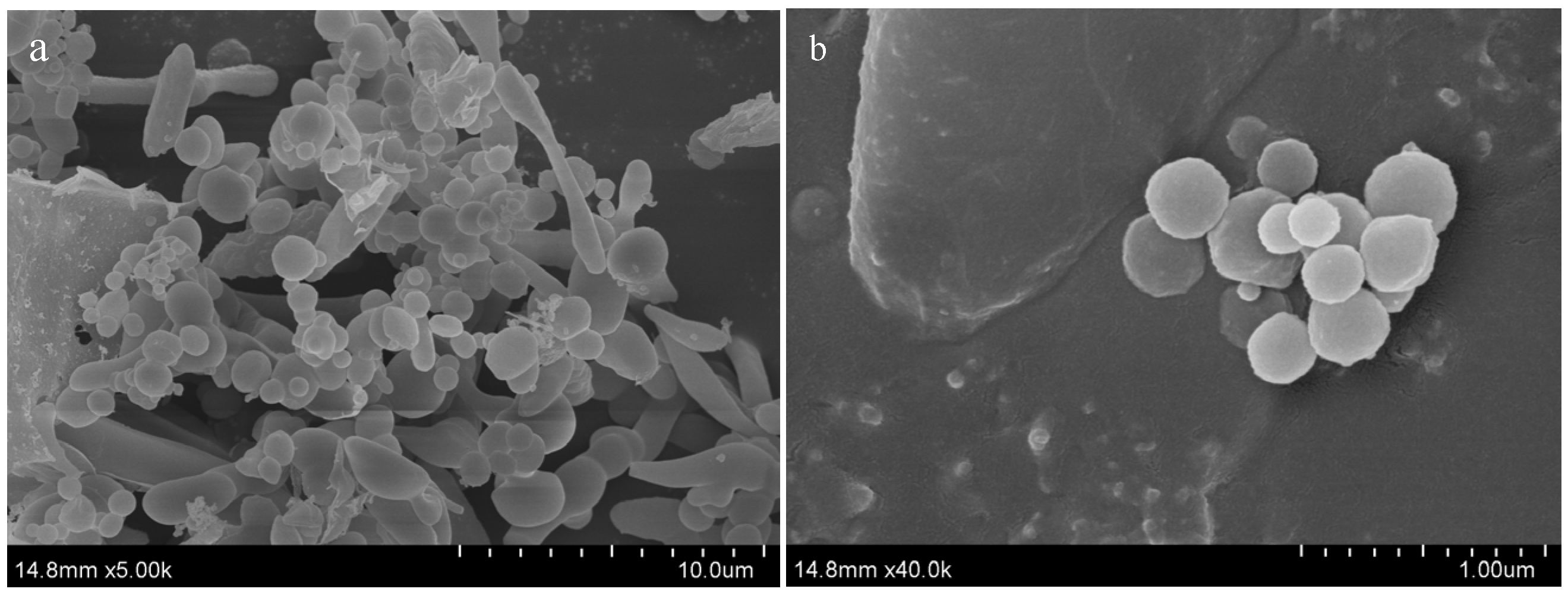 Nanomaterials 12 01904 g005