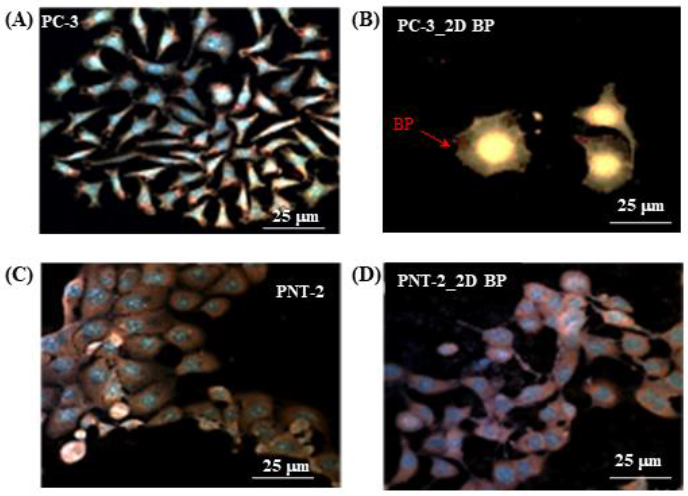Nanomaterials 12 01994 g002